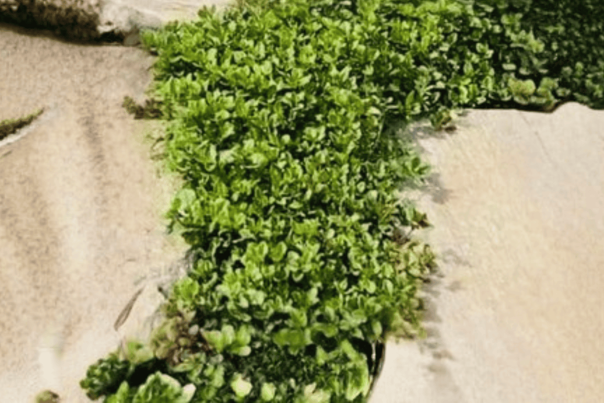 Lemon Creeping Thyme 1 Live Plant – 4-Inch Pot – Thymus × citriodorus ‘Lemon Creeping’
