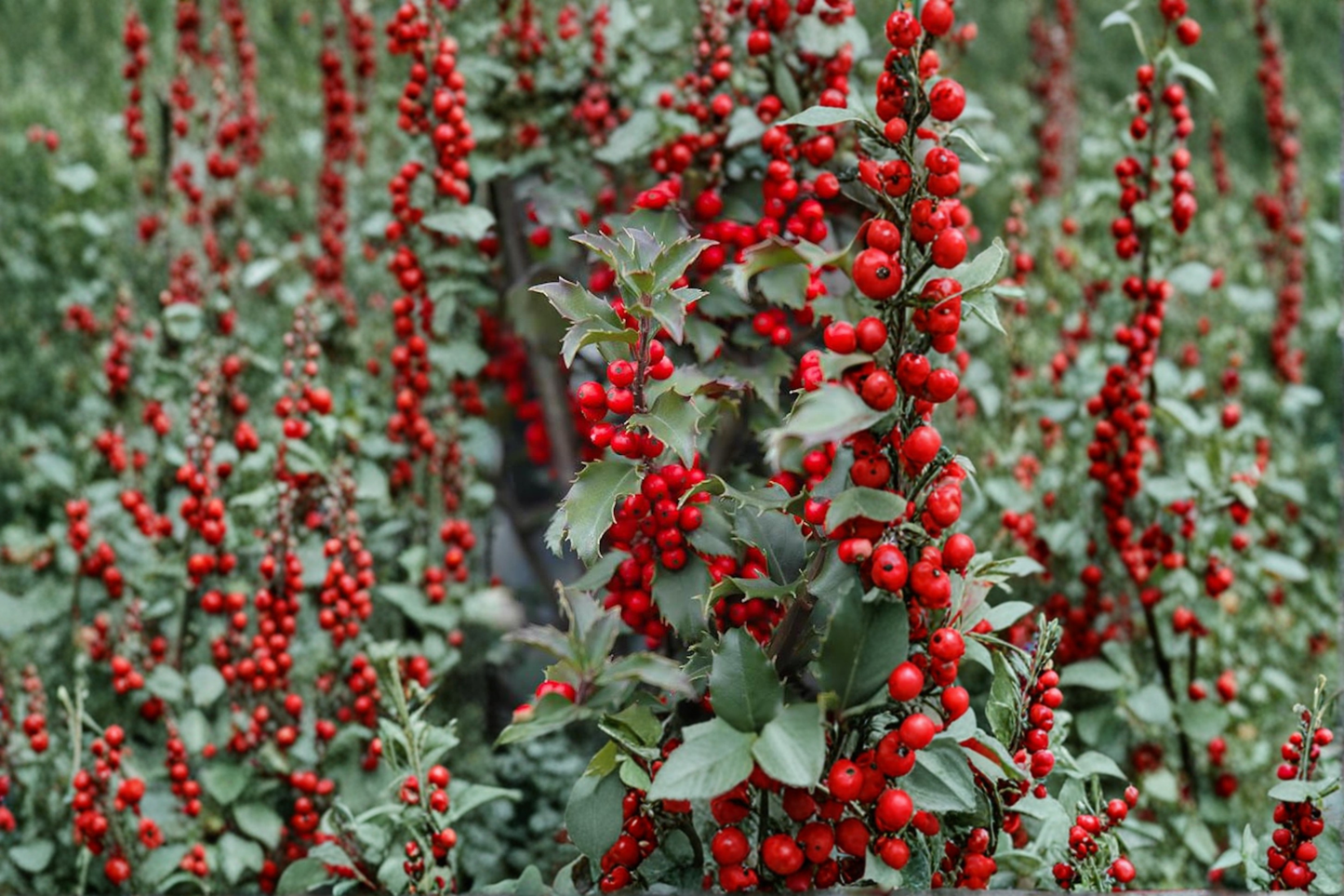 Blue Princess Holly Live Plant 1 Gallon Pot – Ilex meserveae Evergreen Shrub Female Berry Plant Landscape Garden