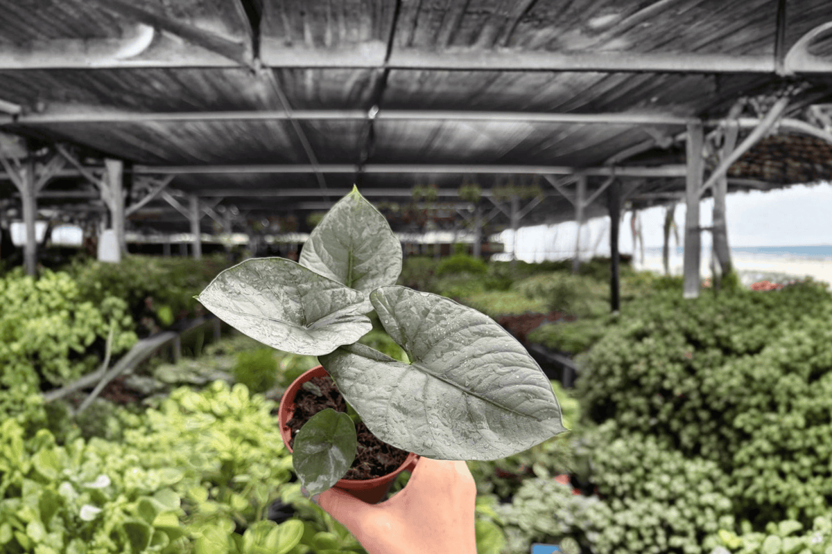 Alocasia reginae 2 Exact Live Plants – Specific 4” Size Bare Root