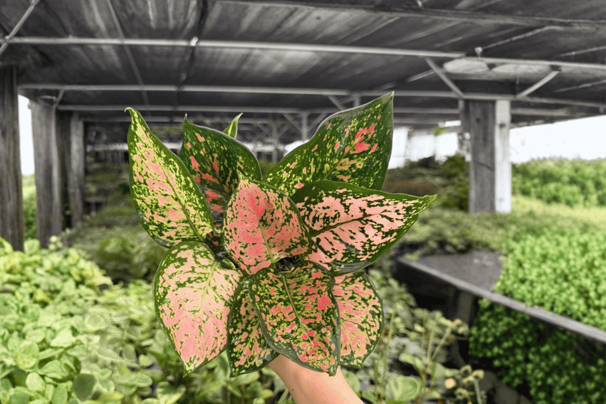 Aglaonema Katrina – 2 Exact Live Plants in 4” Pots