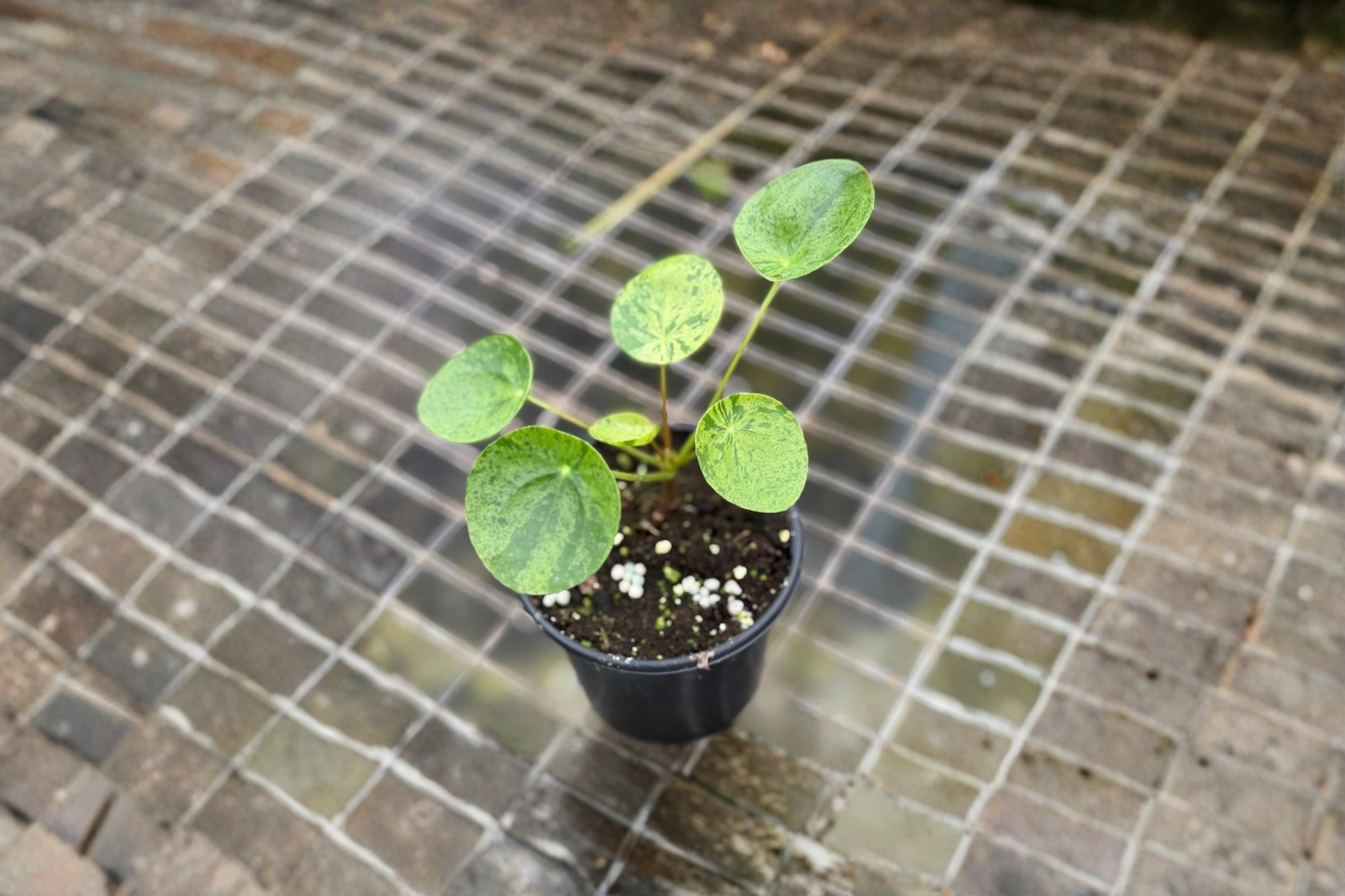 Variegated Pilea Peperomioides Live Plant 2 Inch Pot Chinese Money Plant Indoor Houseplant
