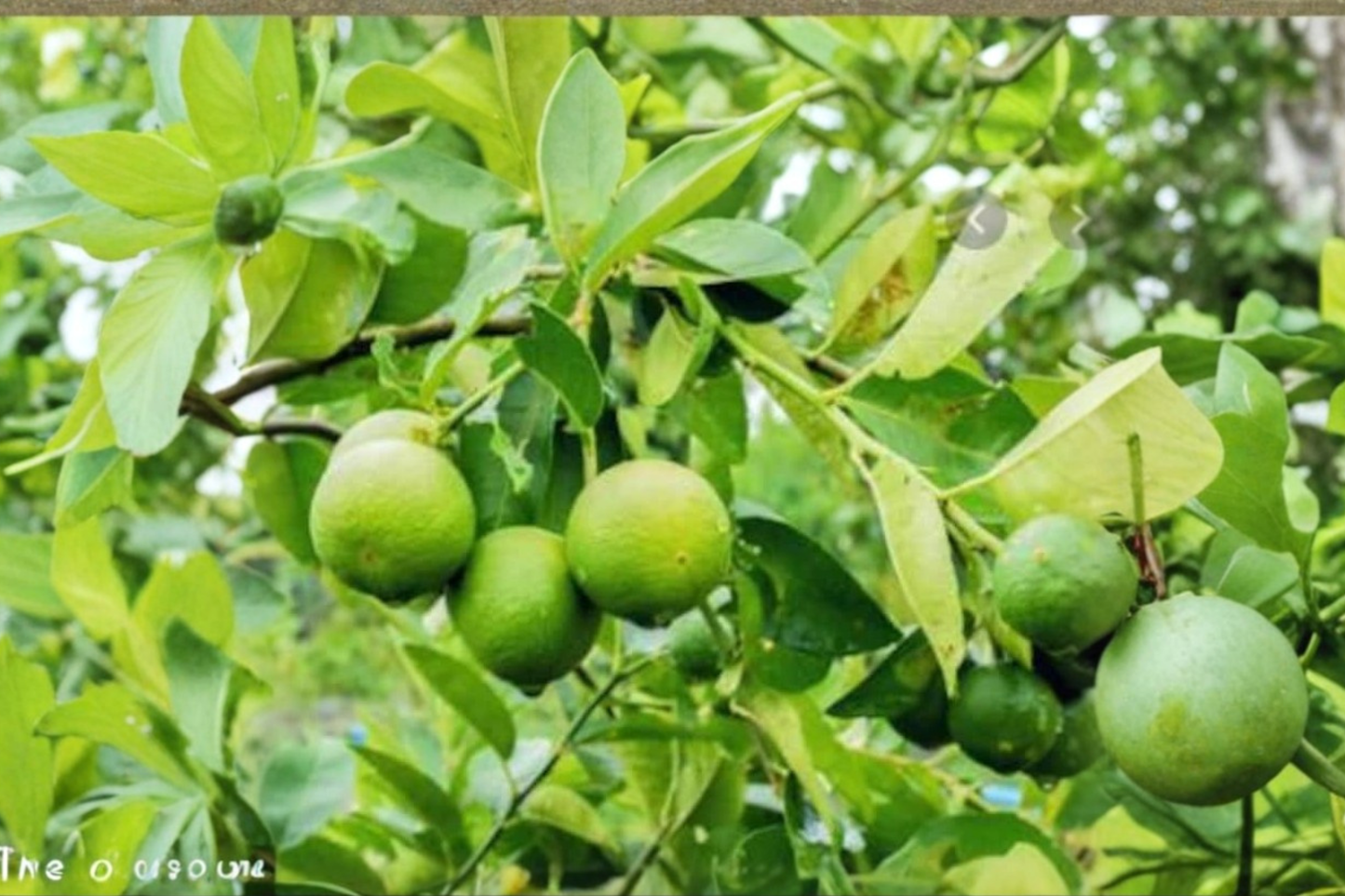 Lime Fruit Seeds Citrus Tree 5 Seeds for Indoor Pot and Outdoor Garden Growing