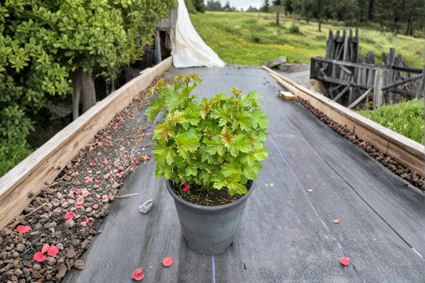 Dwarf European Snowball Viburnum Nanum Live Plant 1 Gallon Pot – Compact Green Shrub Low Hedge Garden Landscape