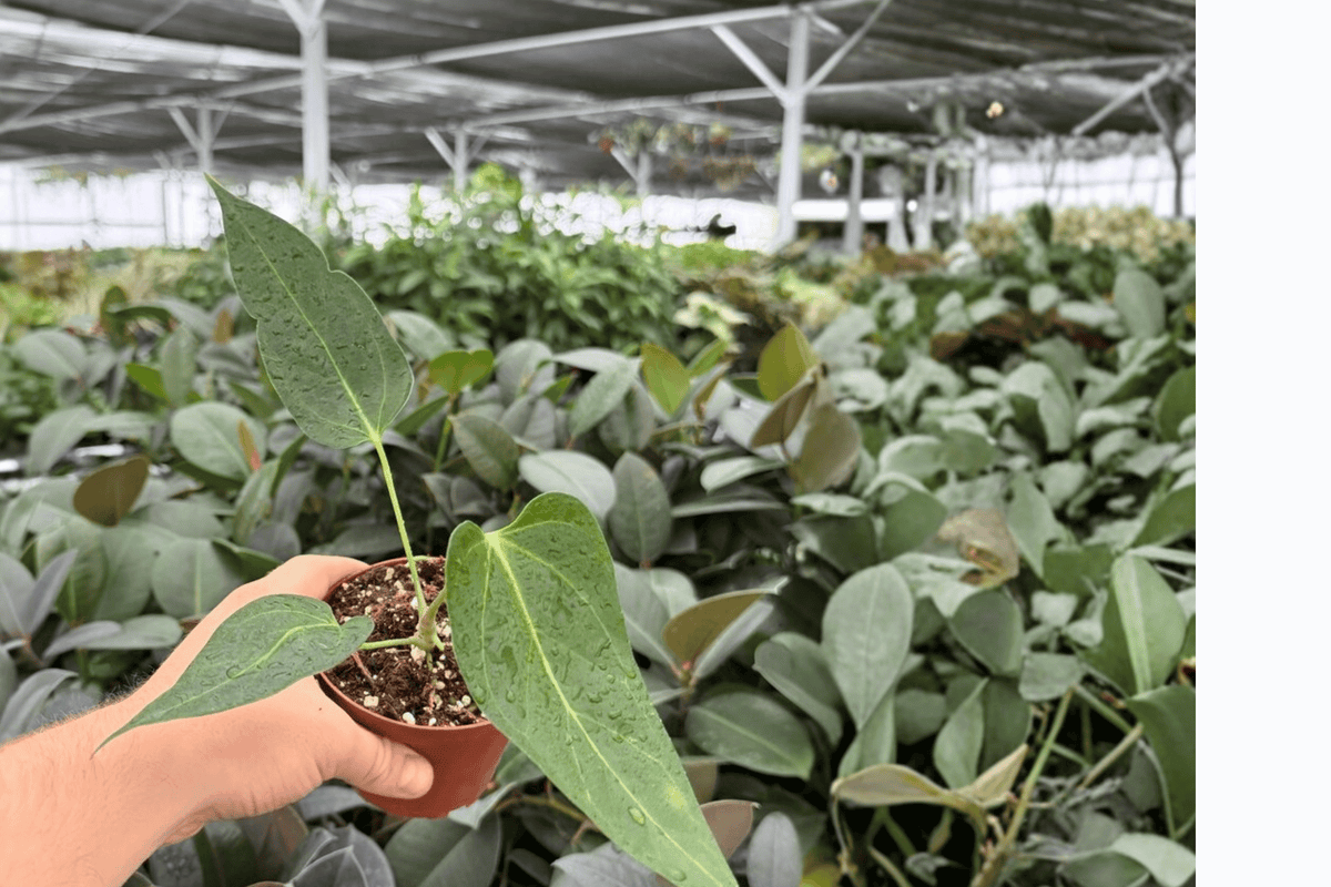 Anthurium Xone x Goliath 2 Exact Live Plants – Specific 4-Inch Pots