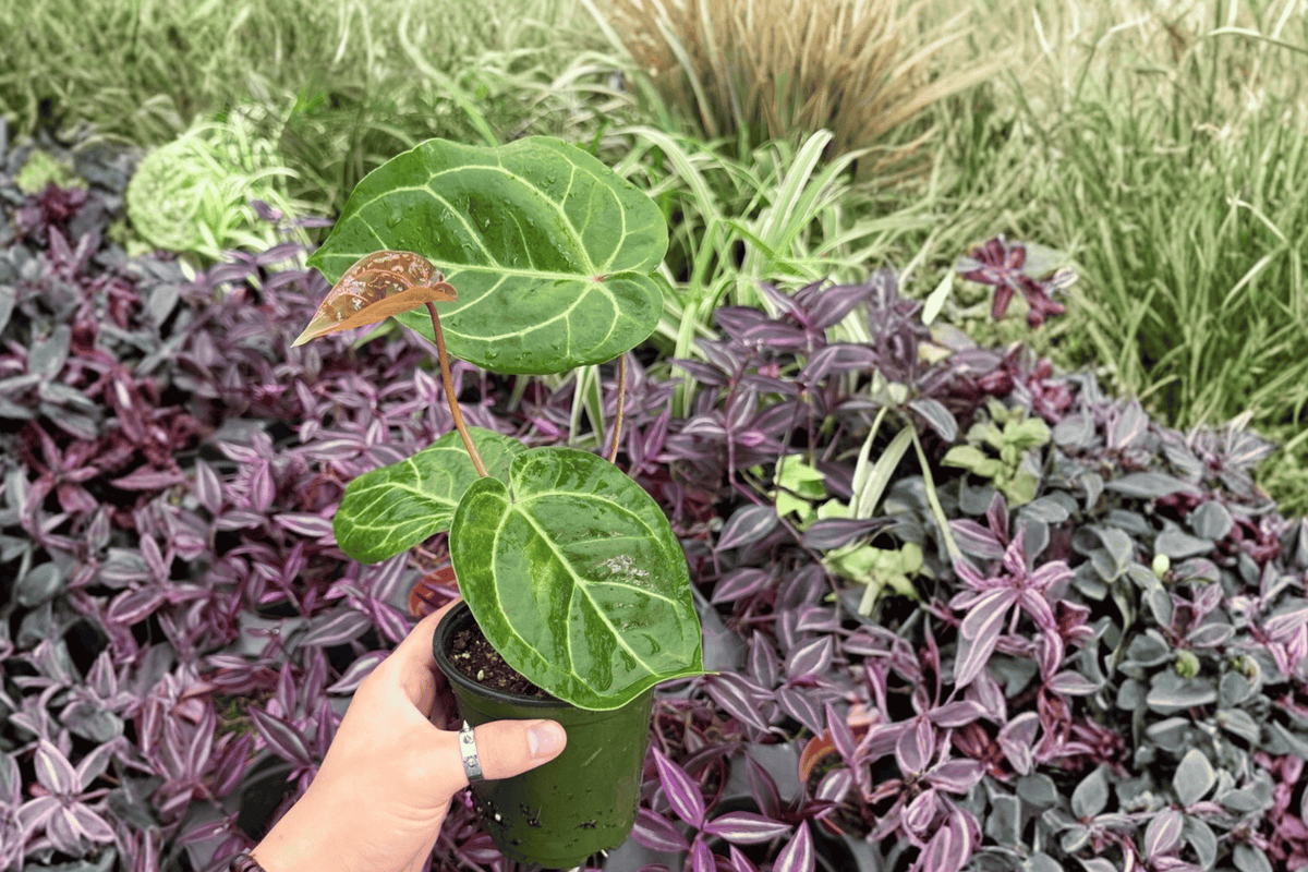 Anthurium Hoffmannii × Red HU 2 Exact Live Plants – 4” Size