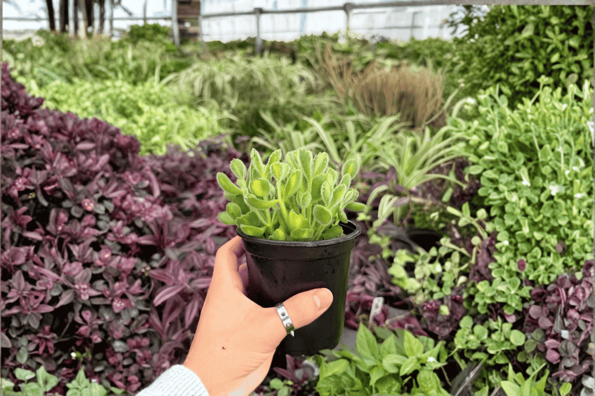 Variegated Bear Paw 2 Exact Live Plants – 4-Inch Pots – Cotyledon tomentosa