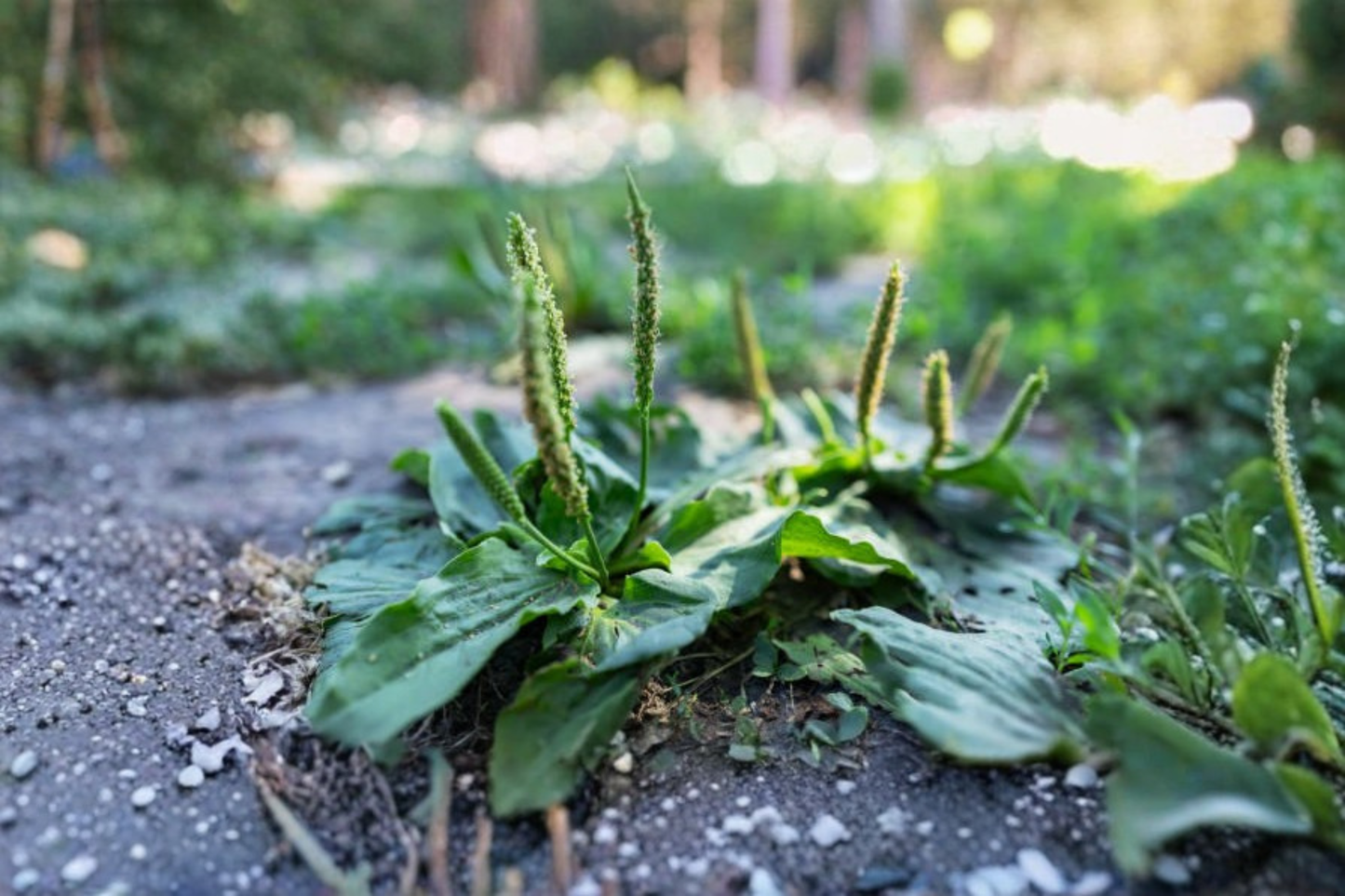 2 Broadleaf Plantain Live Plants in 4-Inch Pot – Plantago major (Llantén)
