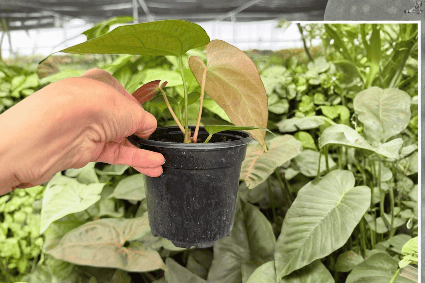 Anthurium Porti x Subsi 2 Exact Live Plants – 4-Inch Pots – Anthurium Hybrid