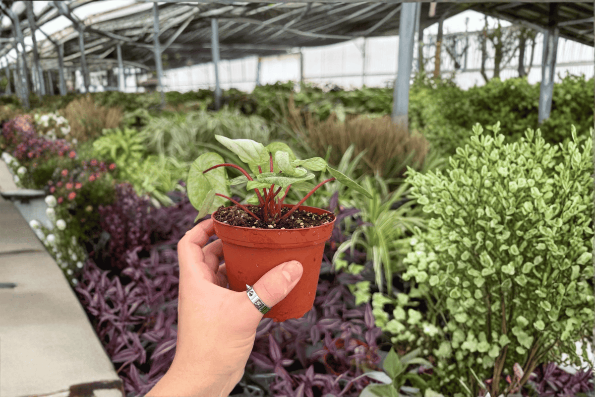 Peperomia Gold Dust Woman 2 Exact Live Plants – 4-Inch Pots