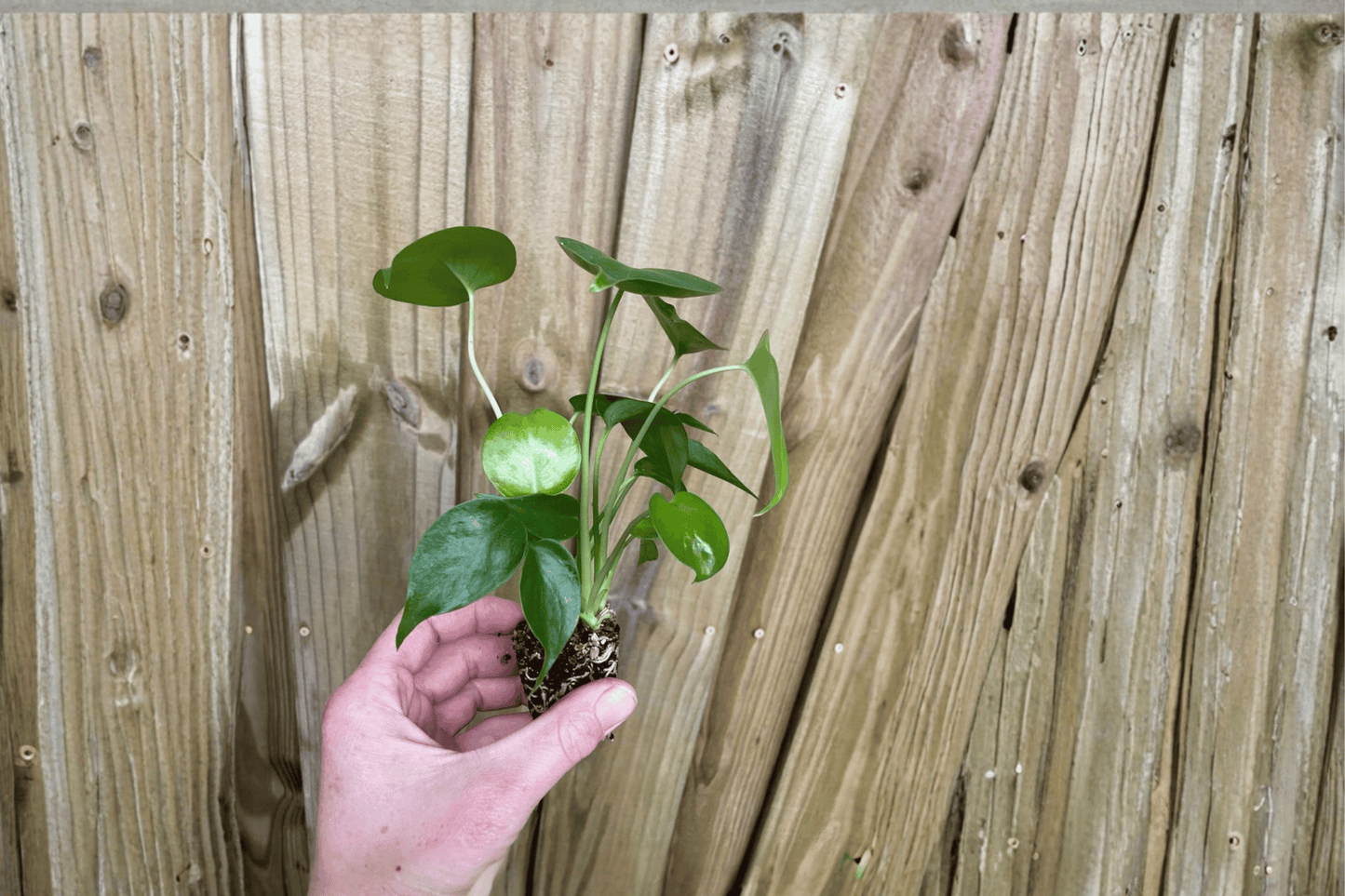 Seed-Grown Monstera Deliciosa 2 Starter Plugs, 3–7 Plants Each – Swiss Cheese Plant