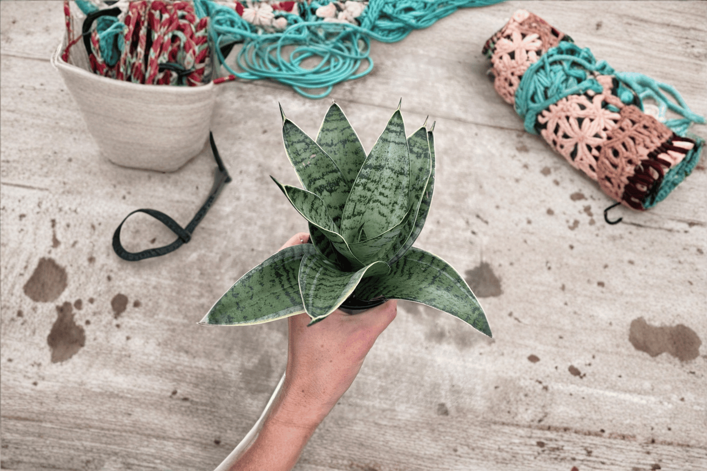 Sansevieria Star Power Live Plant – 2 Plants Bare Root – Dracaena 'Star Power' – Originally Grown in 4" Pot