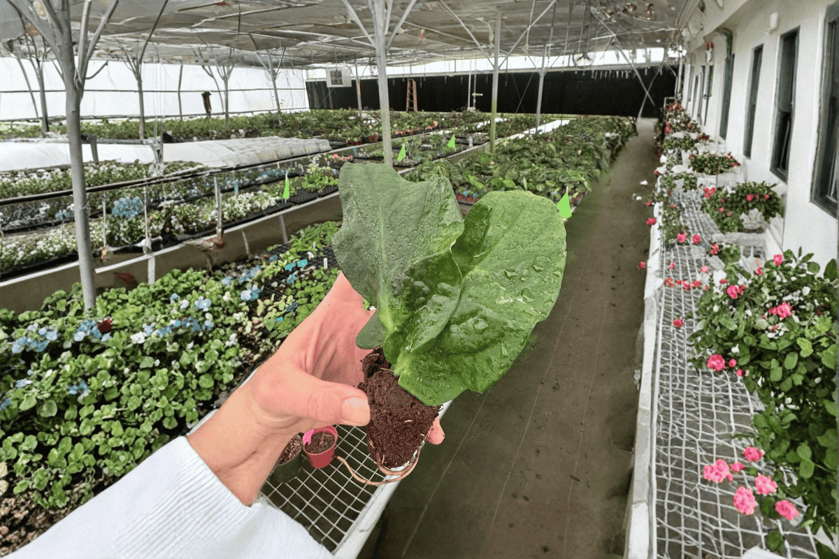 2 Rhaphidophora korthalsii Starter Plants – Bare Root Live Climbing Aroids