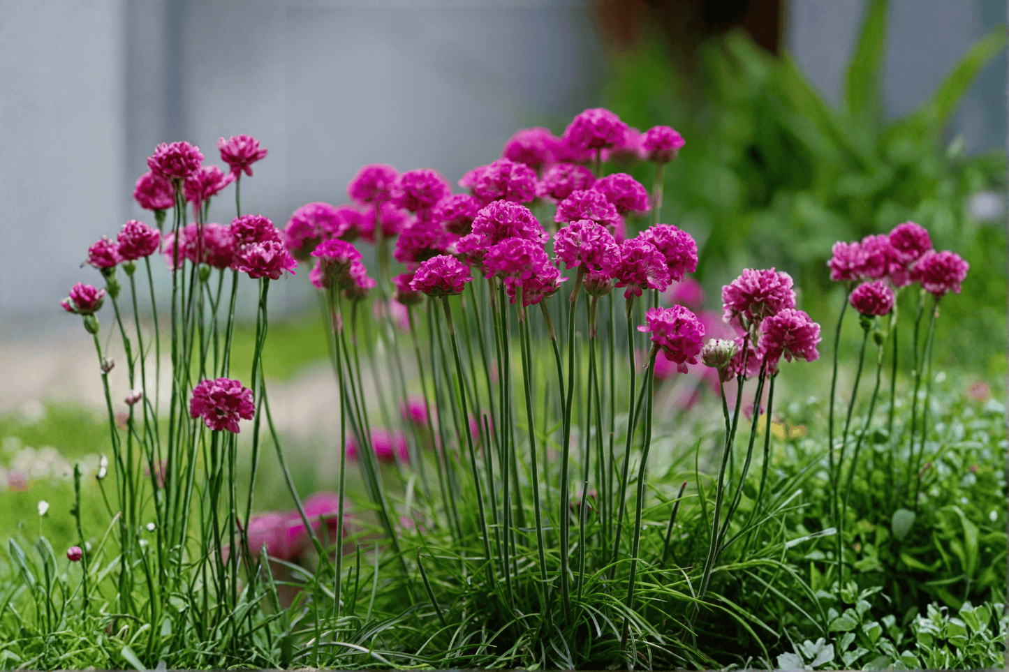 Splendens Sea Thrift 1 Live Plant – 4-Inch Pot – Armeria maritima ‘Splendens’