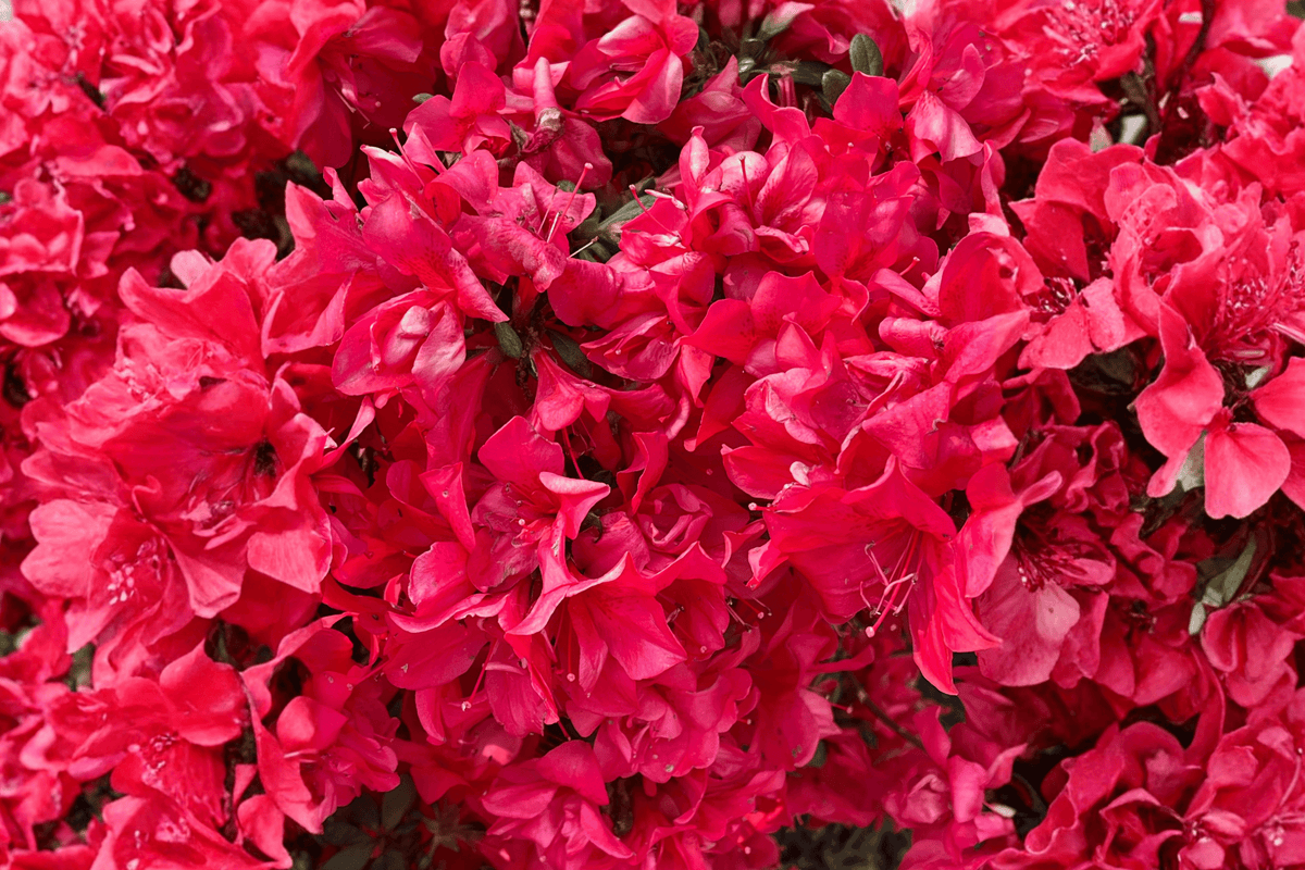 Red Demon Exbury Azalea – 1 Live Flowering Shrub, 3-Gallon Size – Rhododendron ‘Red Demon’