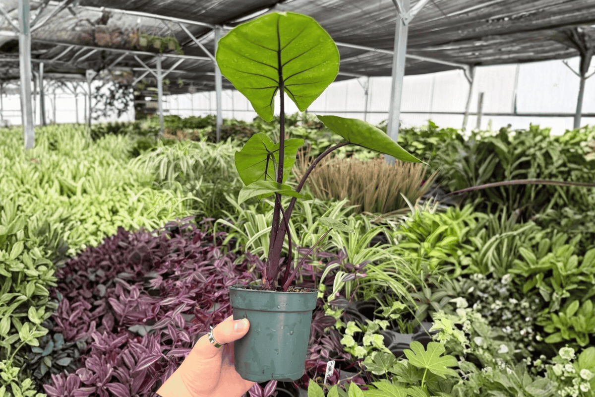 Alocasia Dark Star 2 Exact Live Plants – 4-Inch Pots – Alocasia 'Dark Star'