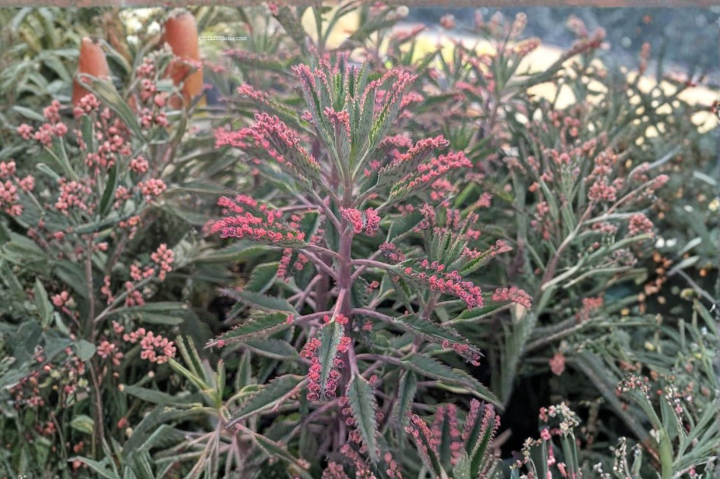 6 Mother of Thousands Live Bare Root Succulent Plants – Kalanchoe daigremontiana