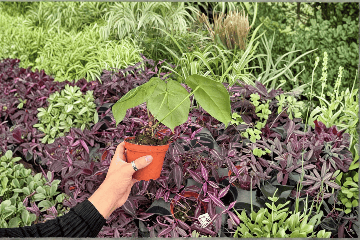 Anthurium Silver Tiger × Silver Bush 2 Exact Live Plants – 4” Size