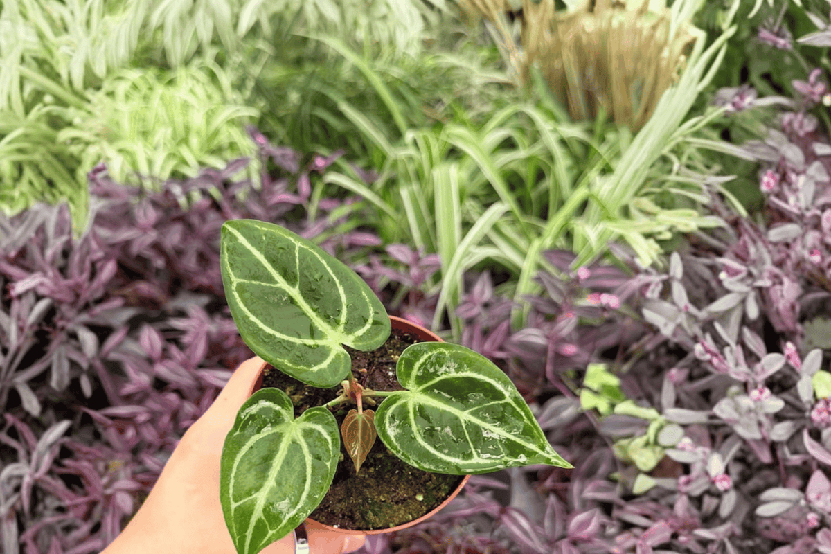Anthurium Dorayaki × Carla 2 Exact Live Plants – Specific 4” Size