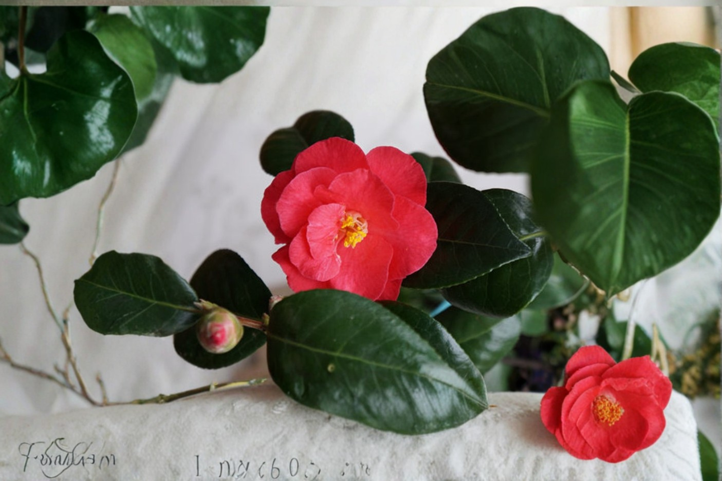 Japanese Camellia ‘Red Jade’ Live Plant 3 Gallon – Camellia japonica Red Flowering Evergreen Shrub