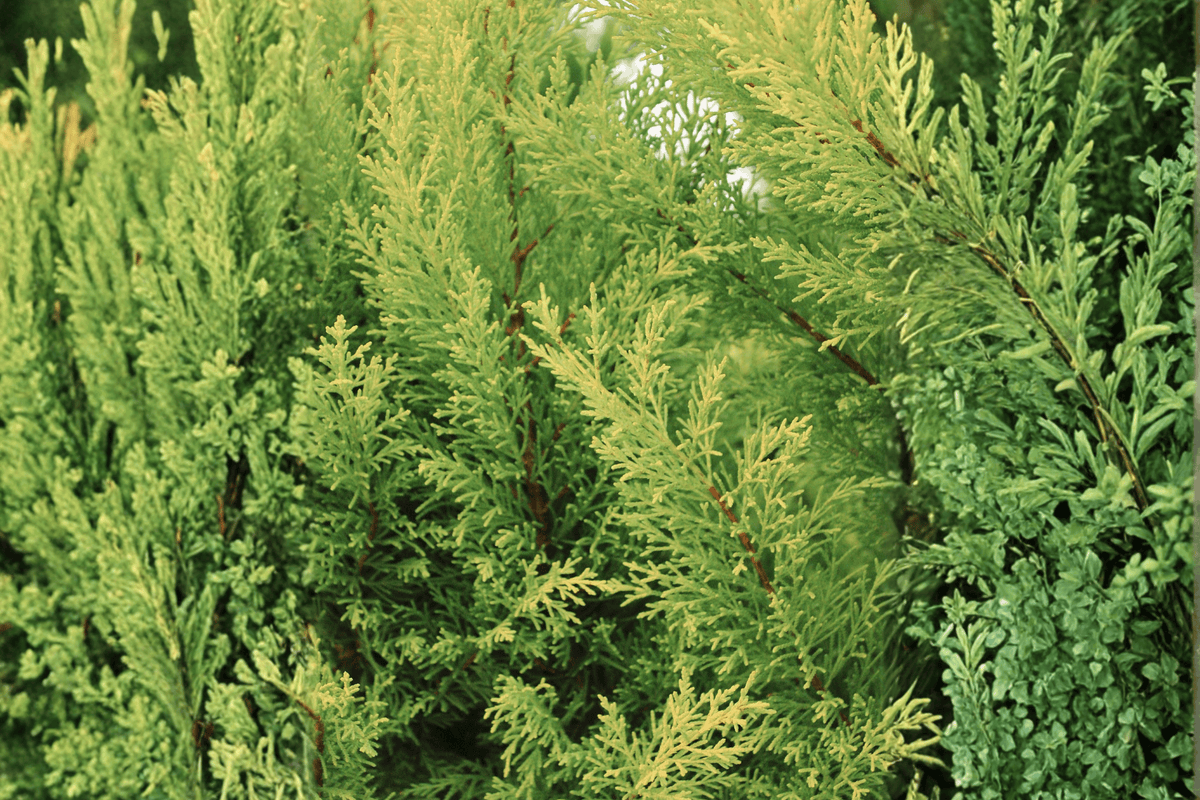 Old Gold Juniper 1 Live Evergreen Shrub, 3 Gallon Pot – Juniperus × pfitzeriana ‘Old Gold’
