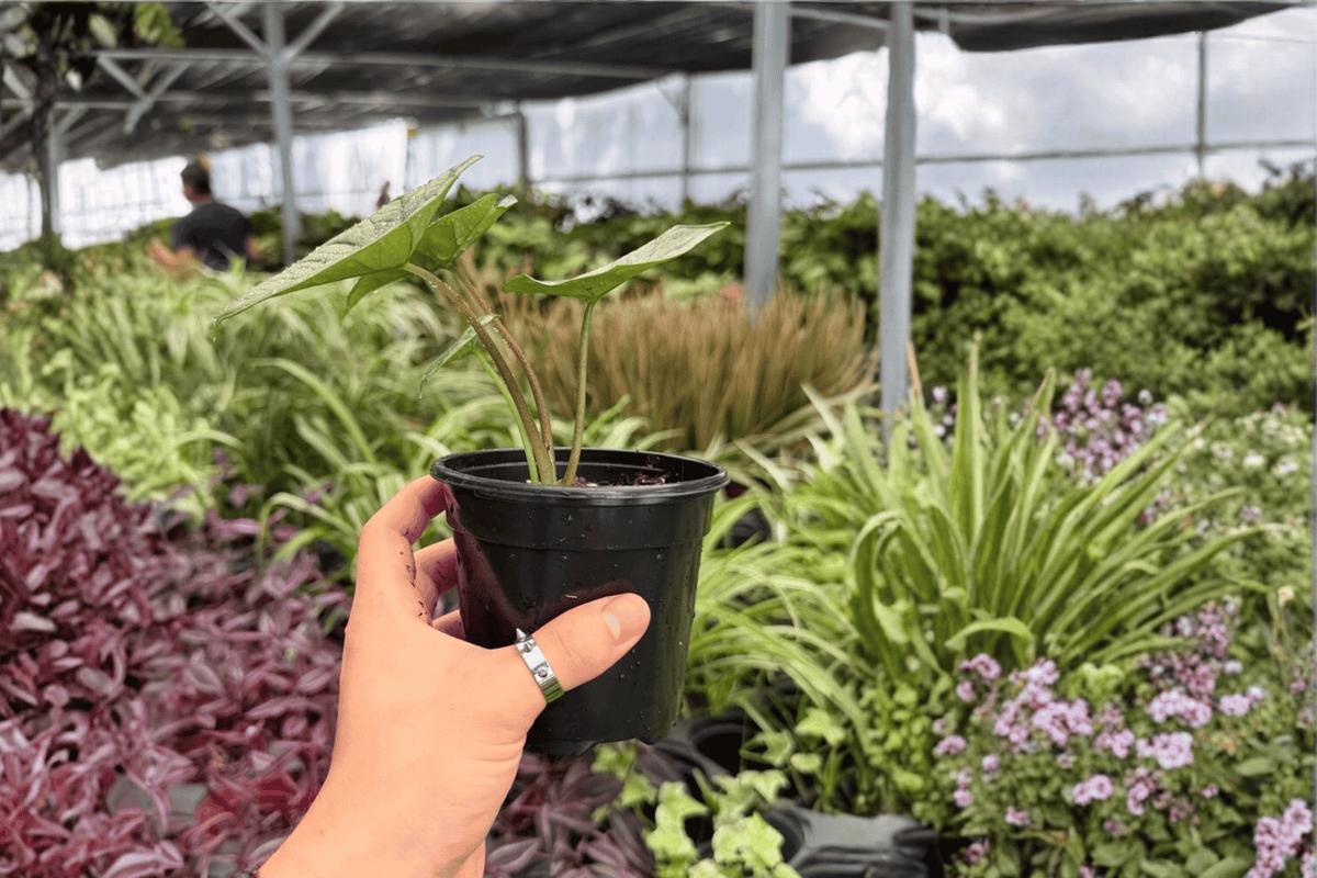 Alocasia Platinum ‘Bisma’ 2 Exact Live Plants – 4-Inch Pots