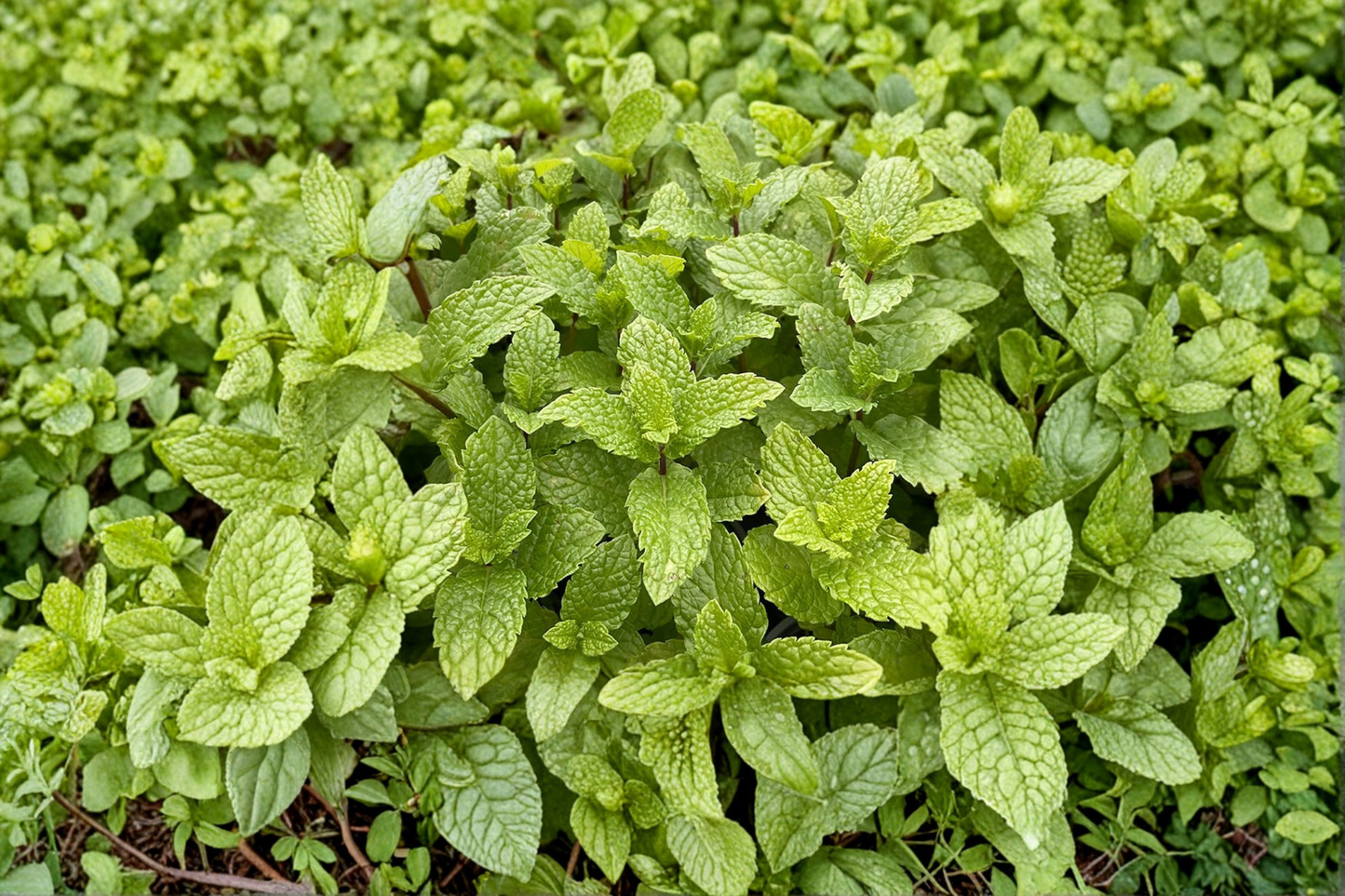 Kentucky Colonel Mint Live Plant Spearmint Herb Plant Rooted Starter Perennial Garden Herb 1 Plant Free Shipping