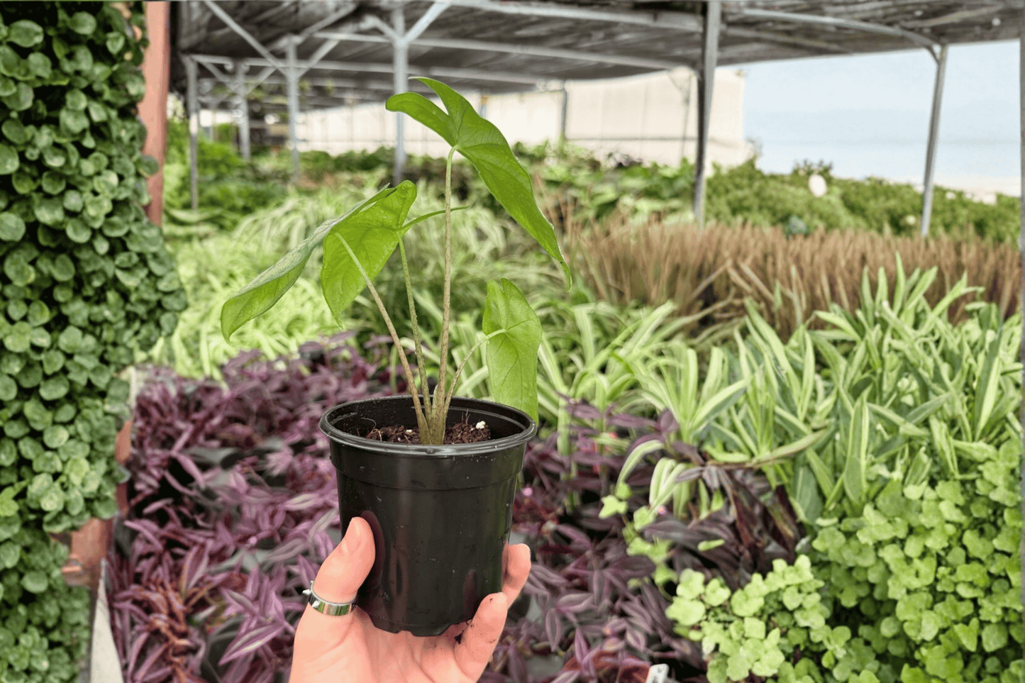 Alocasia Corazon 2 Exact Live Plants – 4-Inch Pots – Alocasia 'Corazon'