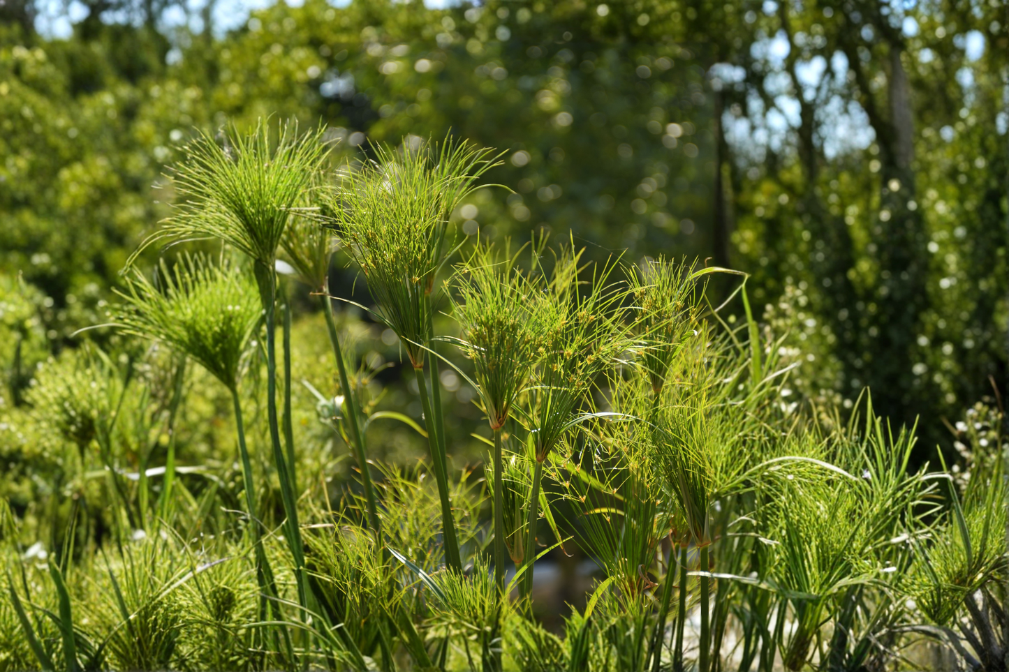 Dwarf Papyrus Live Pond Plant – Aquatic Marginal Plant (Cyperus haspan)