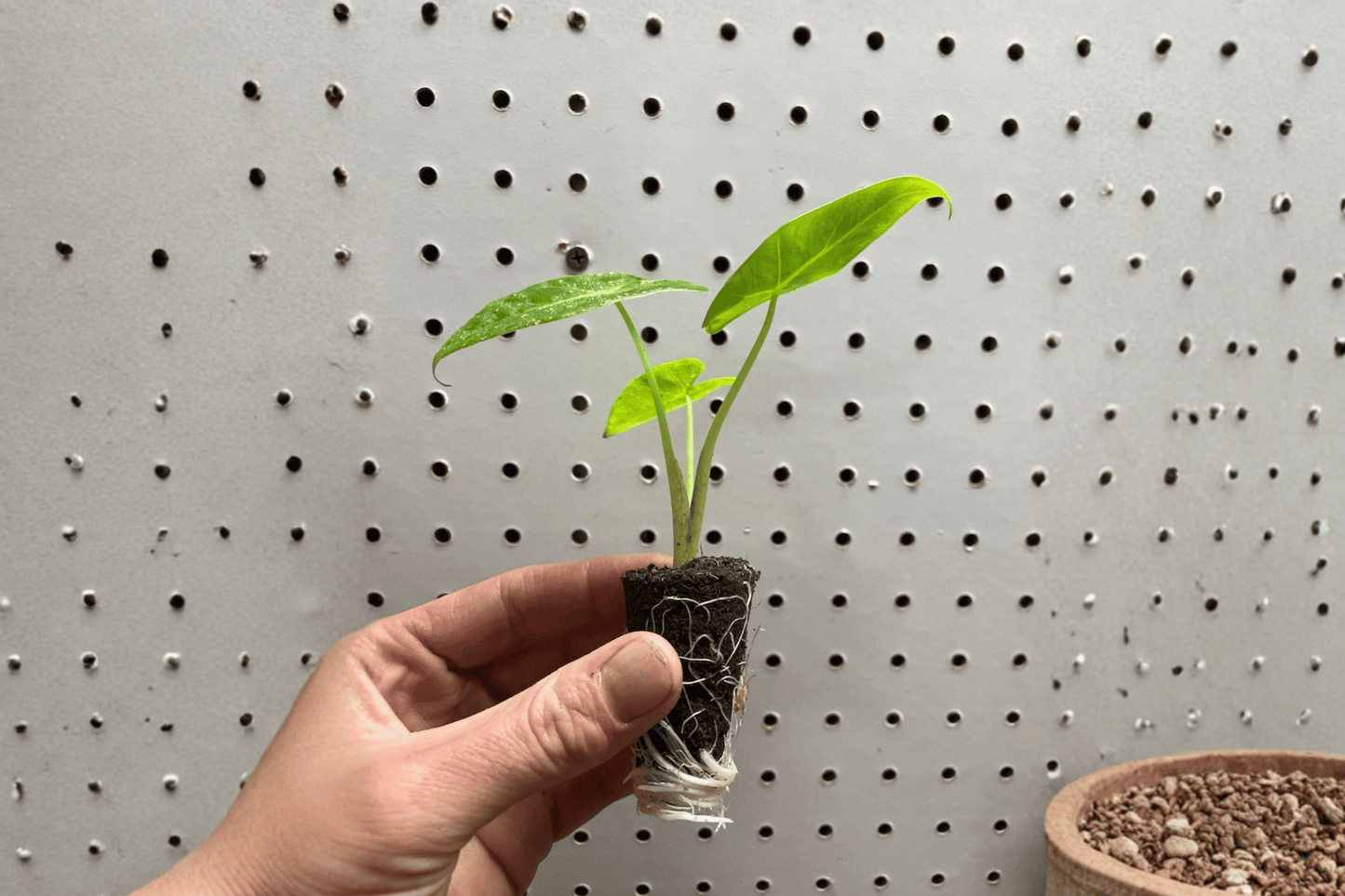 Alocasia Lutea 2 Live Starter Plants – 2-Inch Starter Size – Alocasia macrorrhizos 'Lutea'