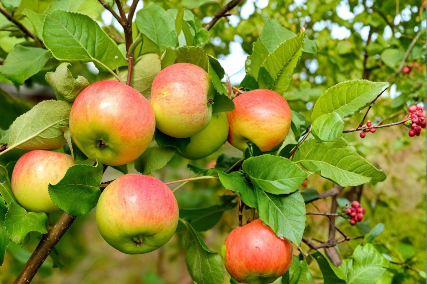 Gala Apple Tree Live Plant 4–5 Ft Fruit Tree 5 Gal Pot, Sweet Red Apples for Garden Orchard Outdoor Plant