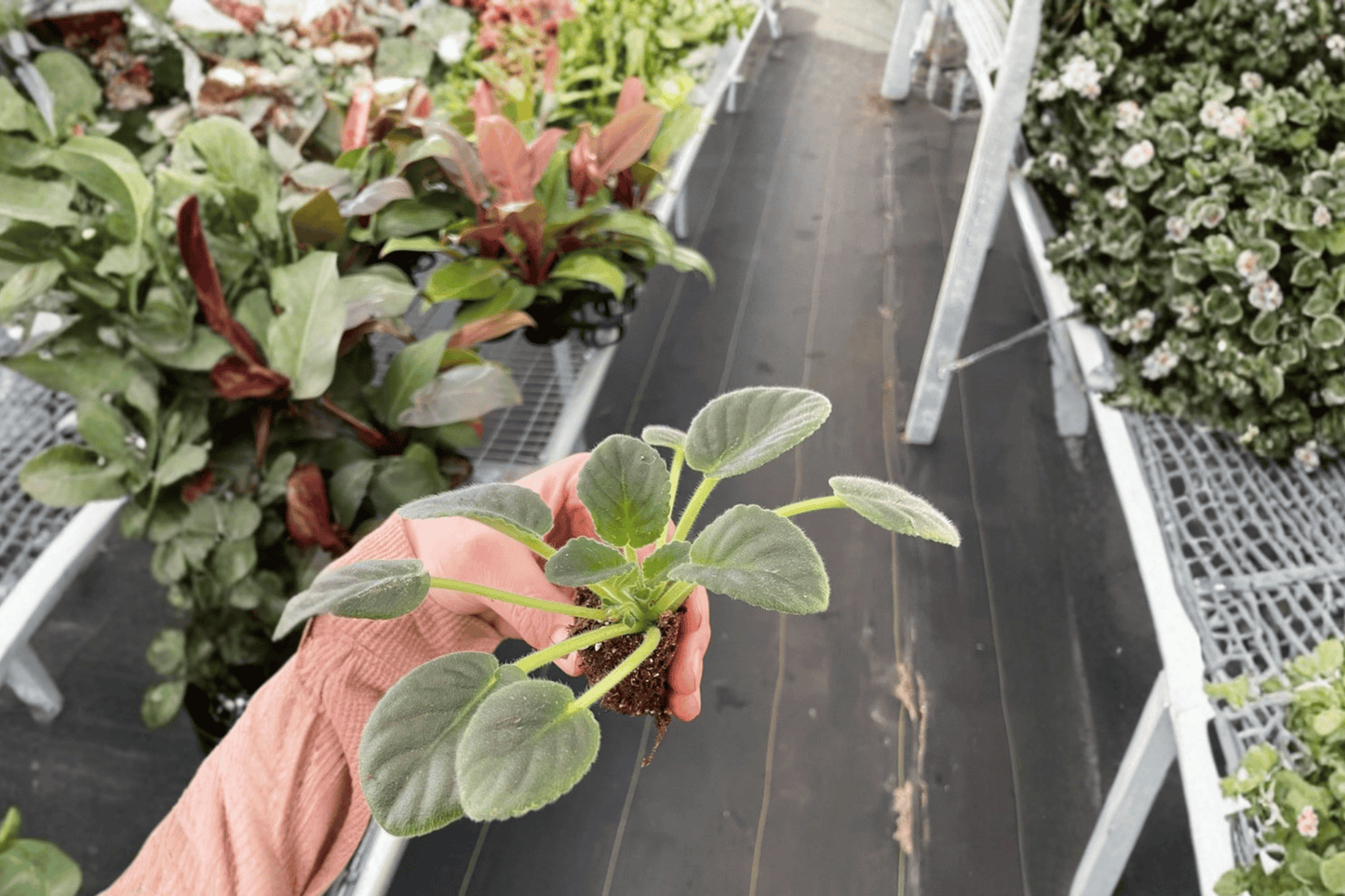 2 AE Sharlene Fantasy African Violet Starter Plants in Soil Pods – Saintpaulia ionantha