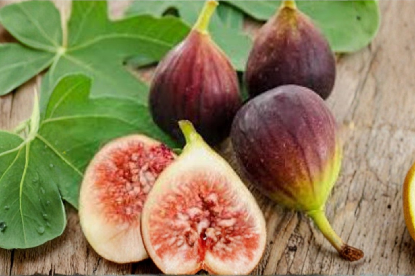 Little Miss Figgy Dwarf Fig Seeds Compact Fruit Tree 100 Seeds for Container and Outdoor Growing