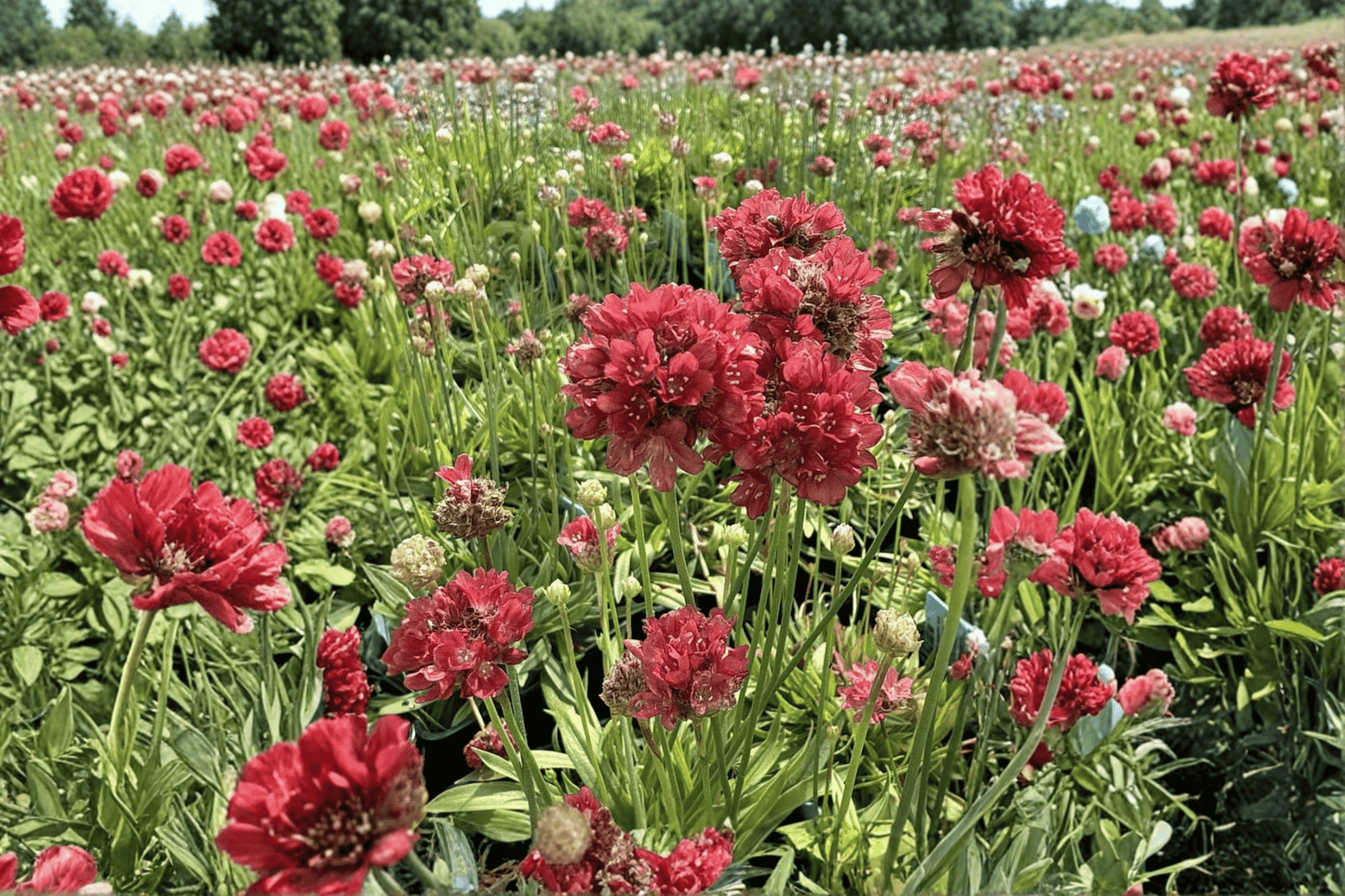 Ballerina Red Sea Thrift 1 Live Plant – 4-Inch Pot – Armeria pseudarmeria ‘Ballerina Red’