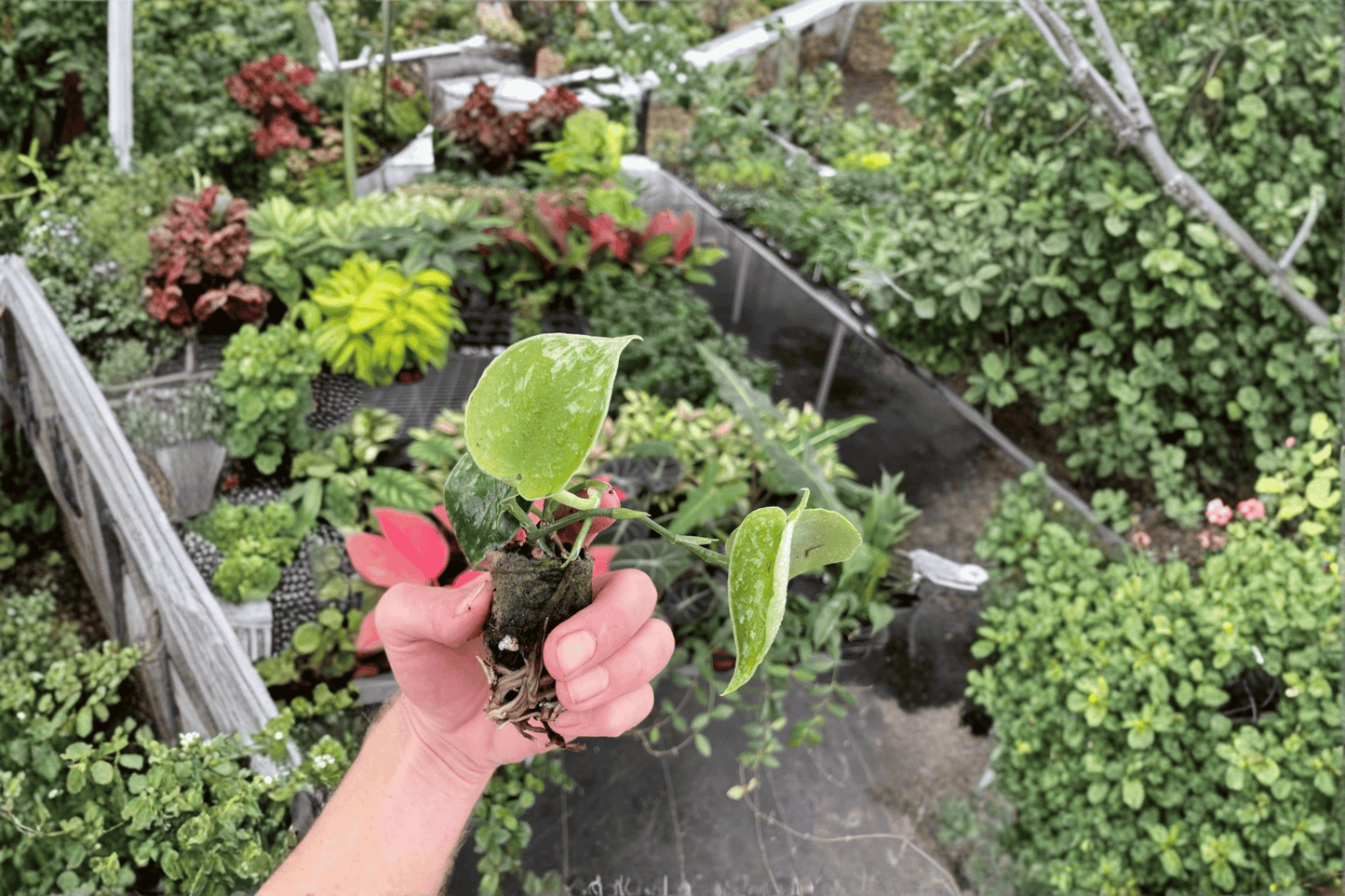 Scindapsus Exotica Live Starter Plant – 2 Plants Bare Root – Scindapsus pictus 'Exotica' – Originally Grown in 2" Pot