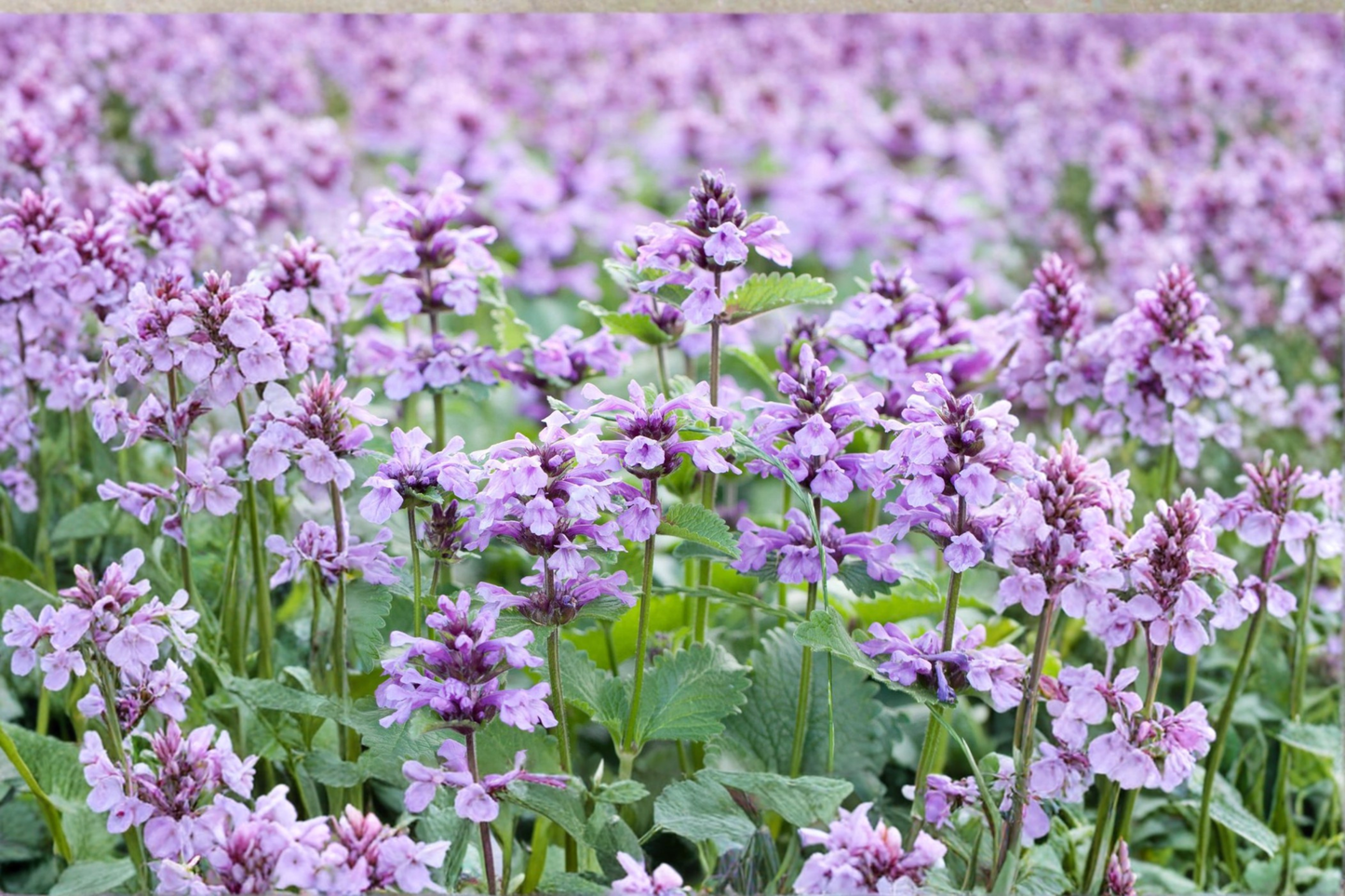 Summer Magic Catmint Live Plants 3 Rooted Starters 1 Qt Pots Nepeta Grandiflora Purple Perennial Flowers