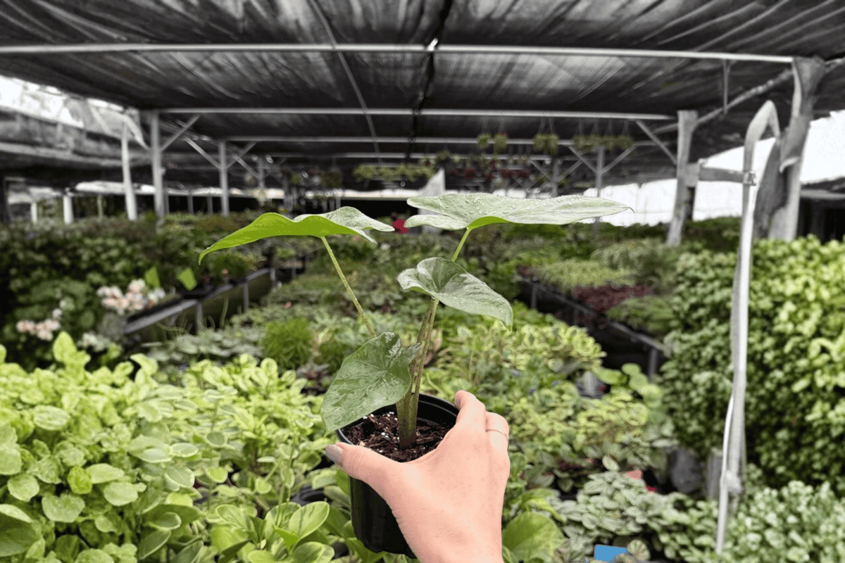 Alocasia Corazon 2 Exact Live Plants – 4-Inch Pots – Alocasia ‘Corazon’