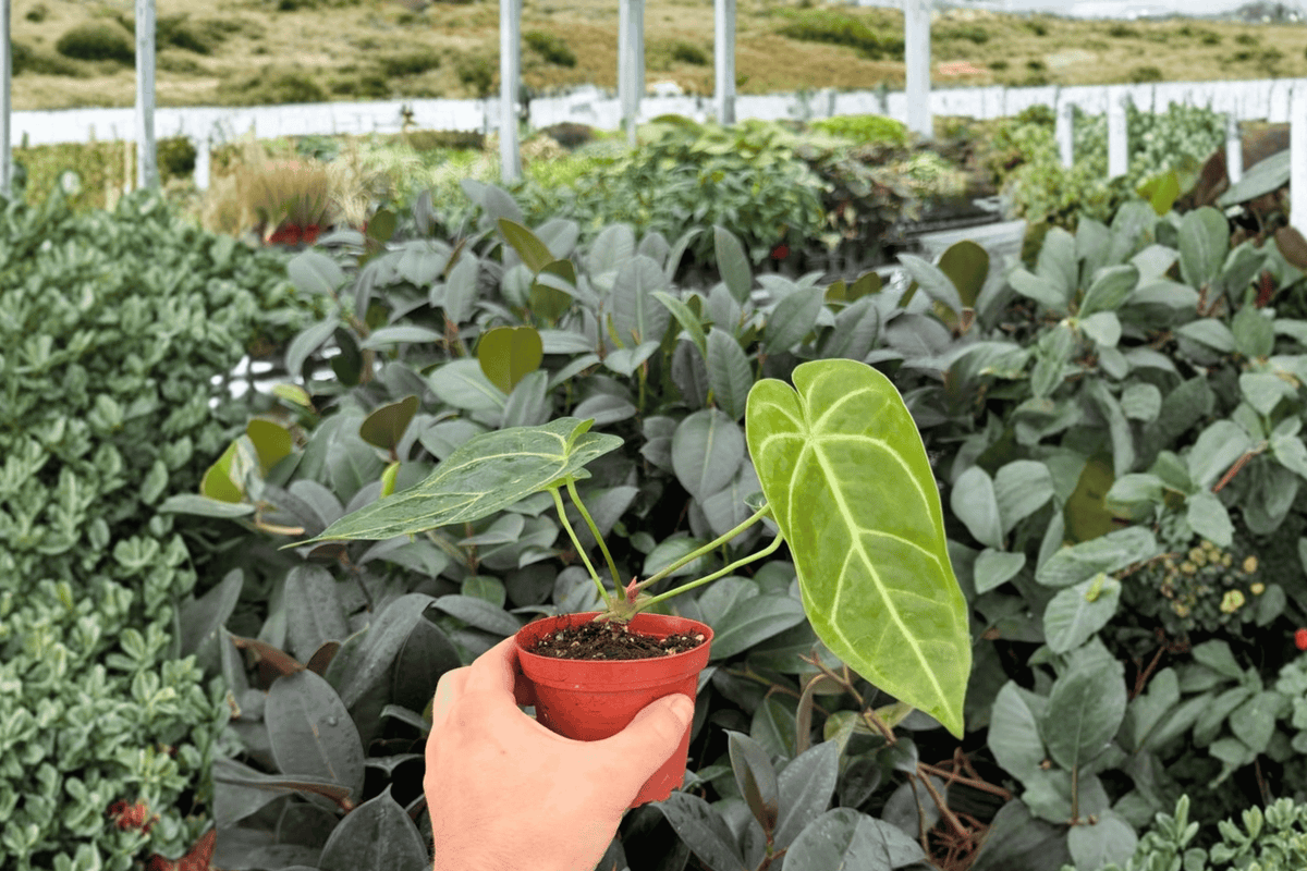 Anthurium Dressleri × Portillae 2 Exact Live Plants – Anthurium Hybrid 4” Size Bare Root