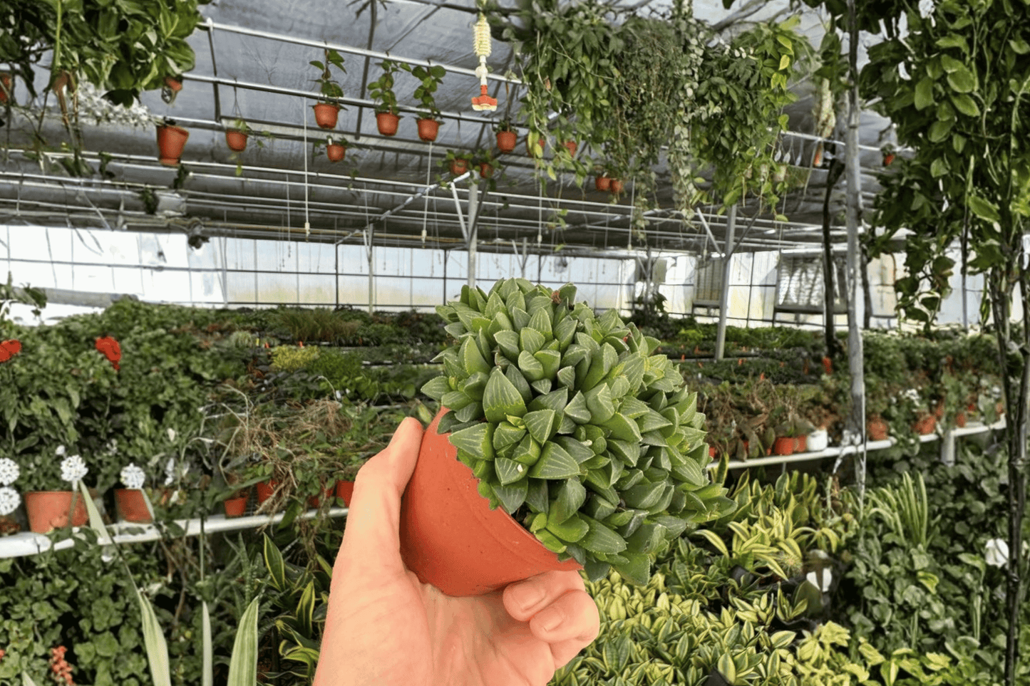 2 Haworthia retusa Live Plants – 4-Inch Pots – Haworthia retusa