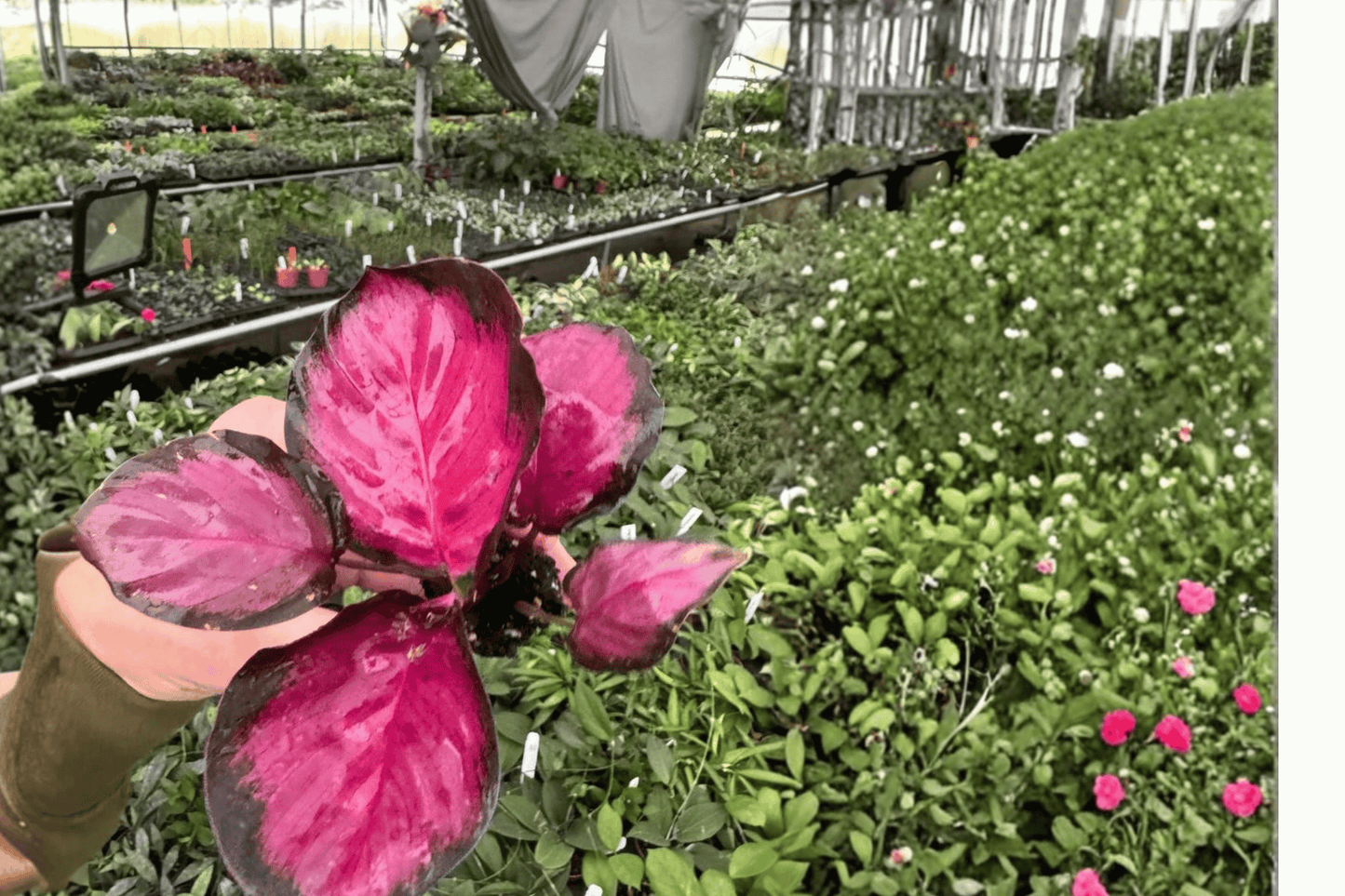 2 Calathea 'Purple Rose' Starter Plants Bare Root – Goeppertia roseopicta 'Purple Rose'
