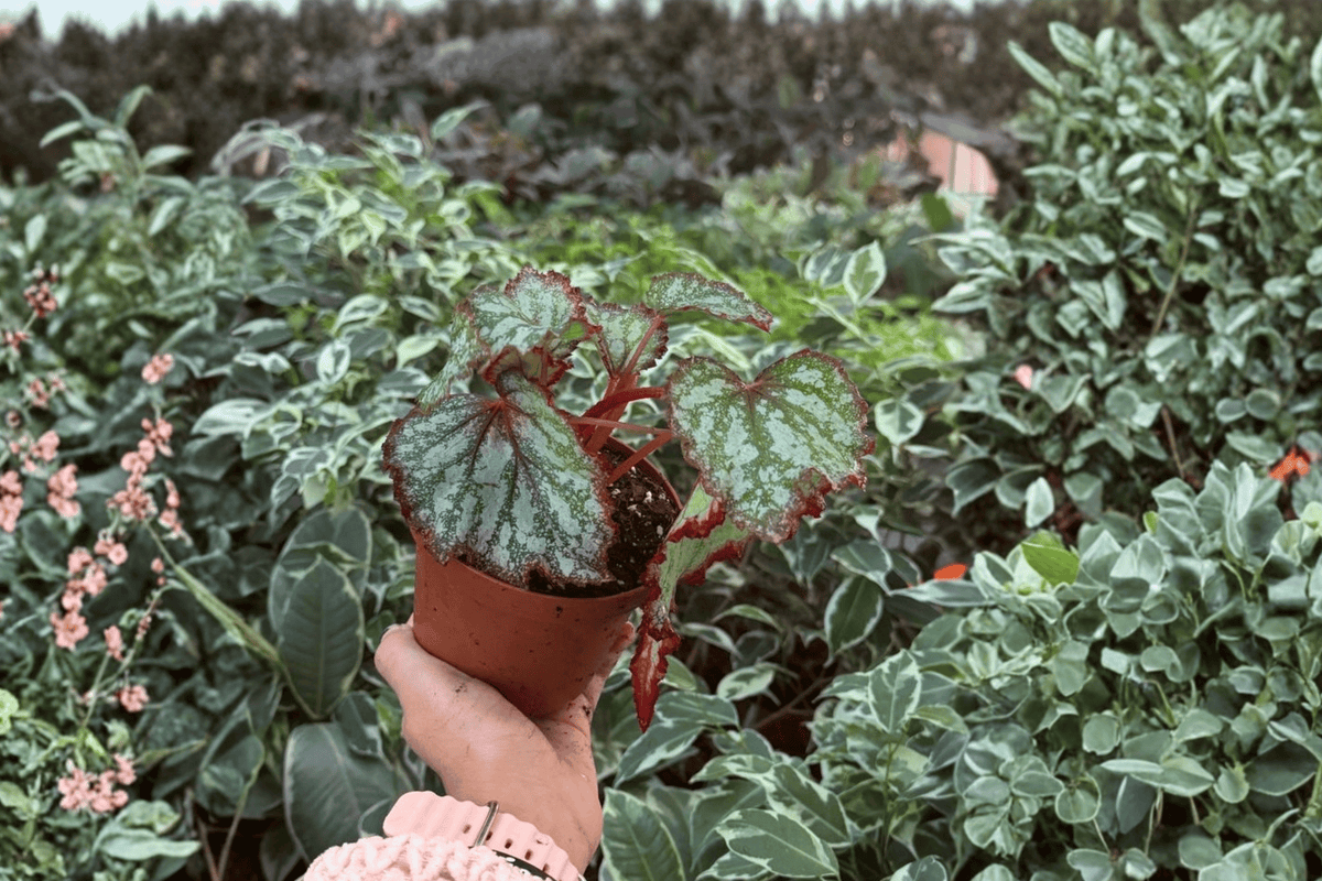 Harmony’s Reign of Fire Begonia 2 Exact Live Plants – Specific 4-Inch Pots – Begonia ‘Harmony’s Reign of Fire’