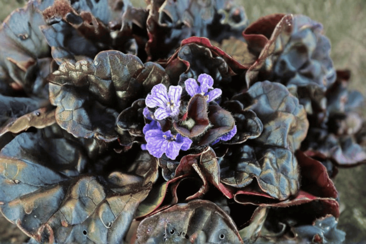 Black Scallop Carpet Bugle 1 Live Plant – 4-Inch Pot – Ajuga reptans ‘Black Scallop’