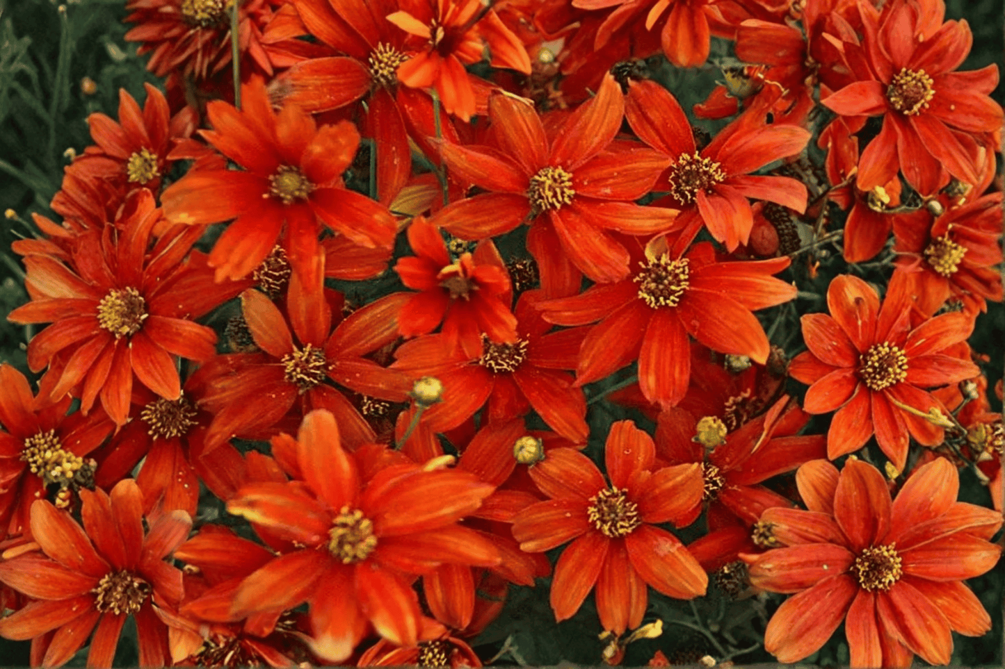 Crazy Cayenne Tickseed 1 Live Plant – 4-Inch Pot – Coreopsis verticillata ‘Crazy Cayenne’