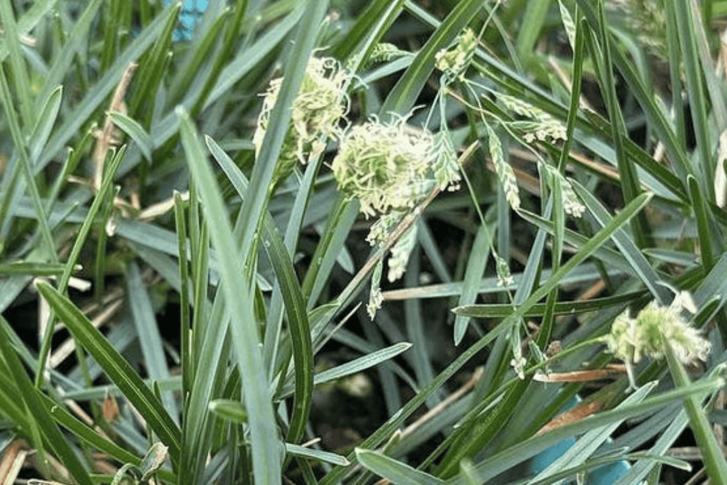 Blue Moor Grass 1 Live Plant – 4-Inch Pot – Sesleria caerulea