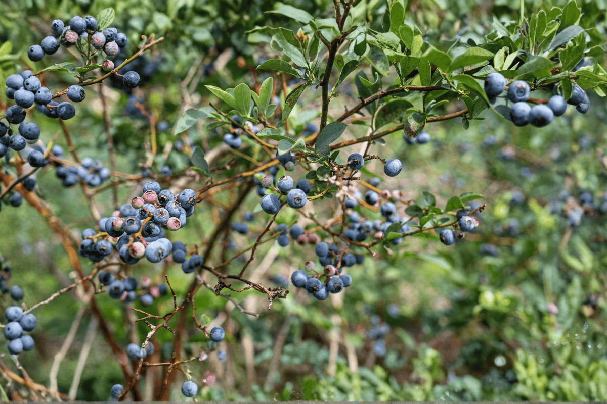Bluecrop Highbush Blueberry – 1 Live Fruit Shrub, 1-Gallon Size – Vaccinium corymbosum ‘Bluecrop’