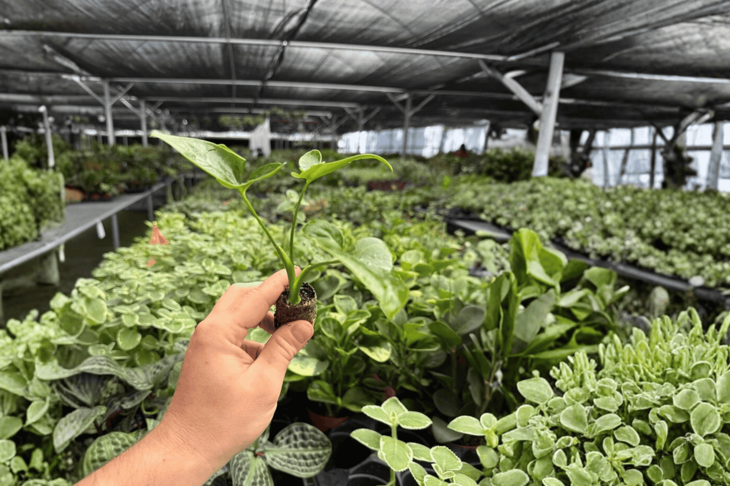 Philodendron Goeldii 2 Exact Live Starter Plants – Plug – Thaumatophyllum spruceanum