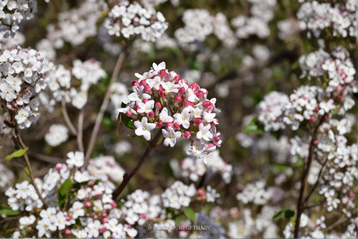 Burkwood Viburnum Live Plant 2 Gallon Pot – Mohawk Flowering Shrub White Spring Blooms Garden Landscape Plant