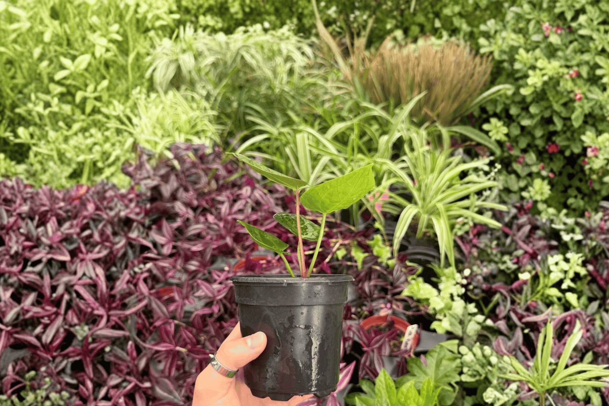 2 Exact Plant Anthurium Dressleri x Papillilaminum Red Sinus – Specific 4” Pot