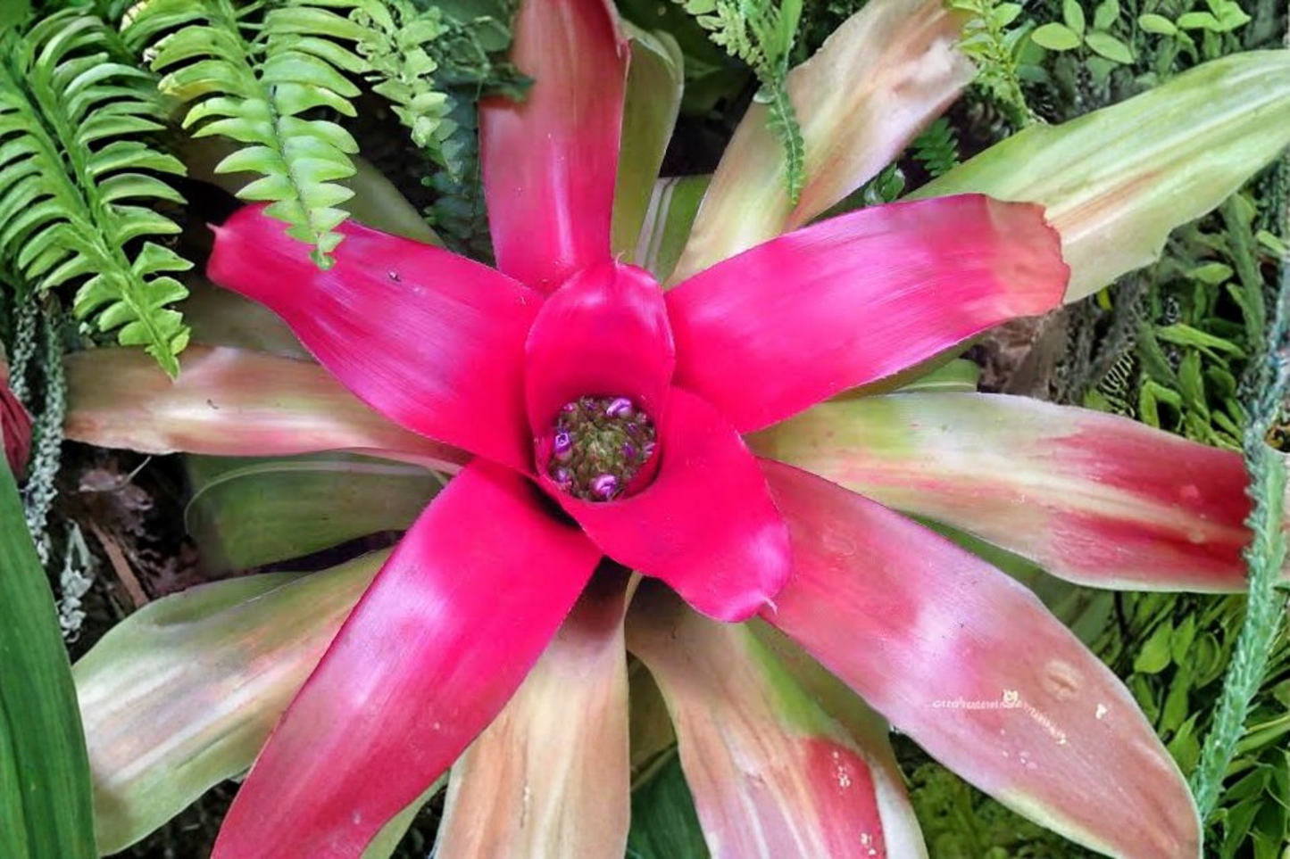 Romance Bromeliad Live Plant in 4-Inch Pot – Pink and Green Tropical Plant