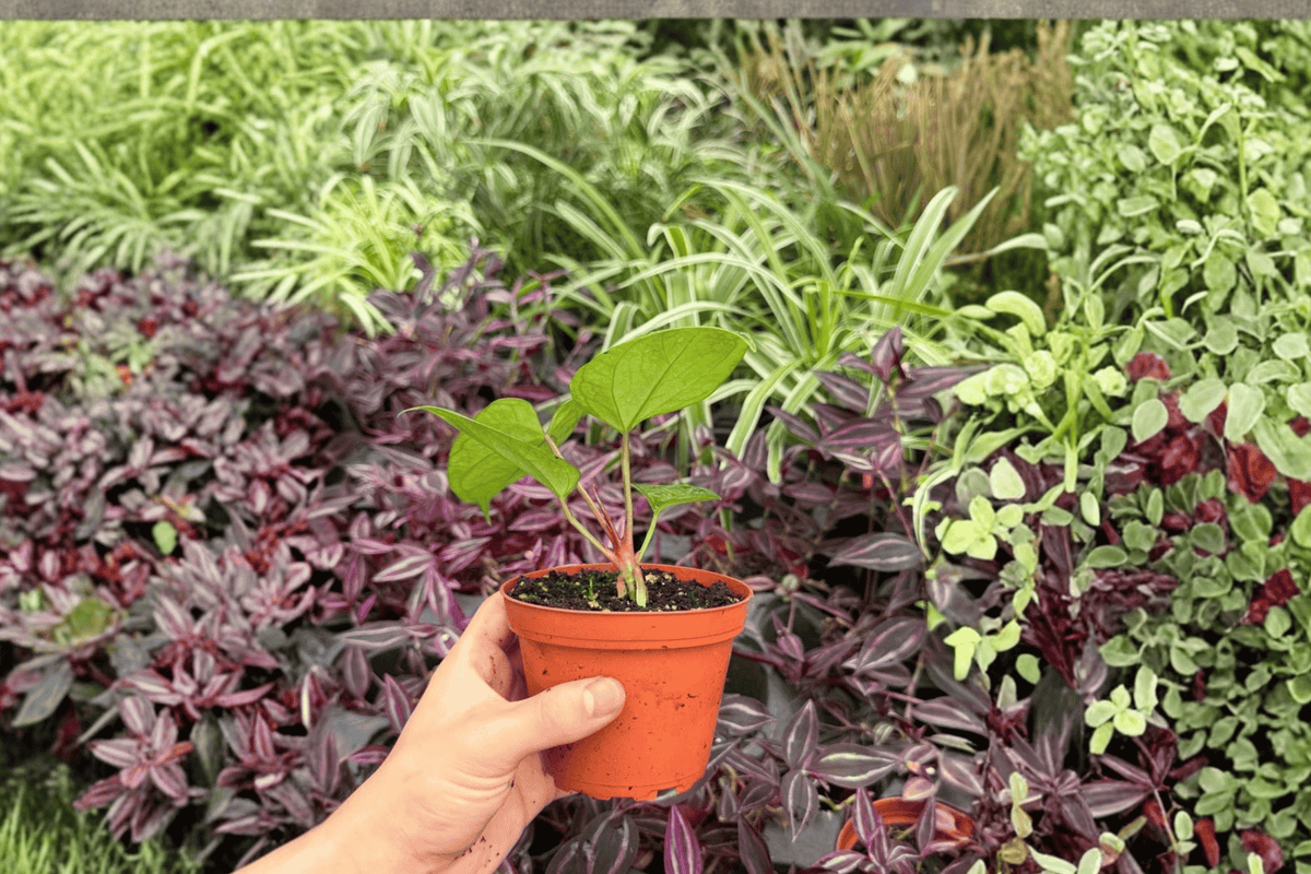 Anthurium Xone × Dressleri 2 Exact Live Plants – 4” Size Bare Root