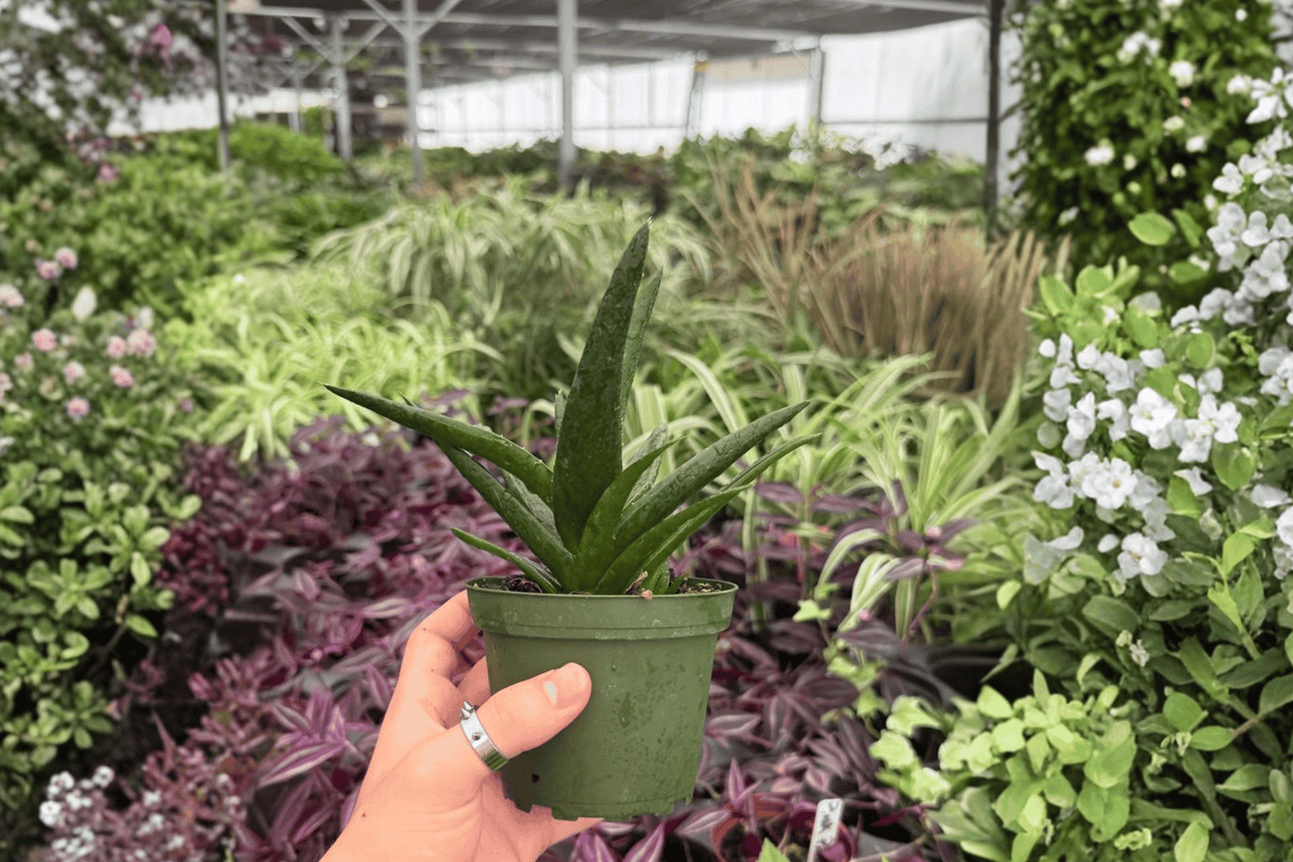 Aloe Black Gem 2 Exact Live Plants – 4-Inch Pots – Aloe ‘Black Gem’